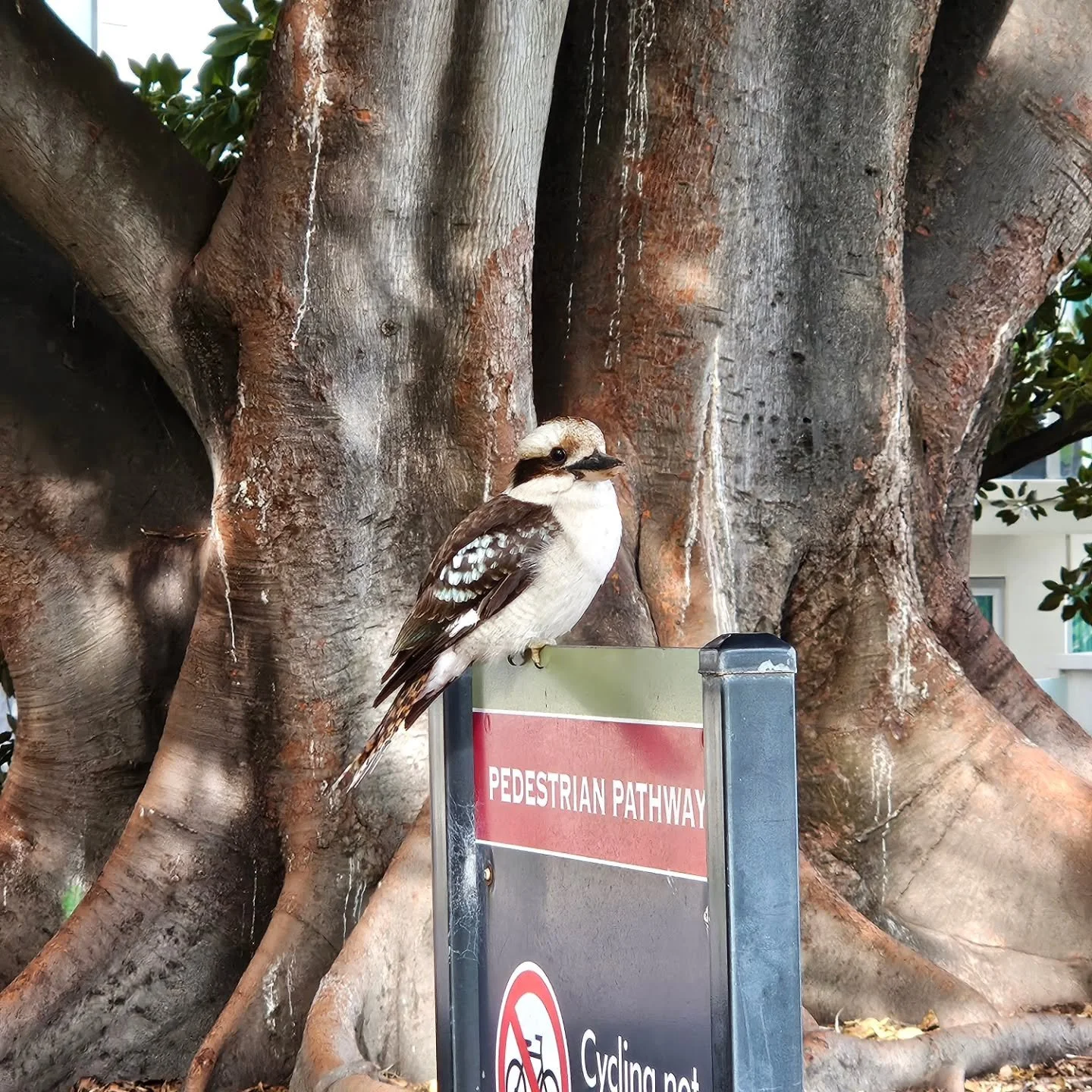 One of those wonderful encounters that just happens when you're walking the dog in King's Park.

#romancethriller #seduction #perthlife
#romanticsuspense
#strongwomen