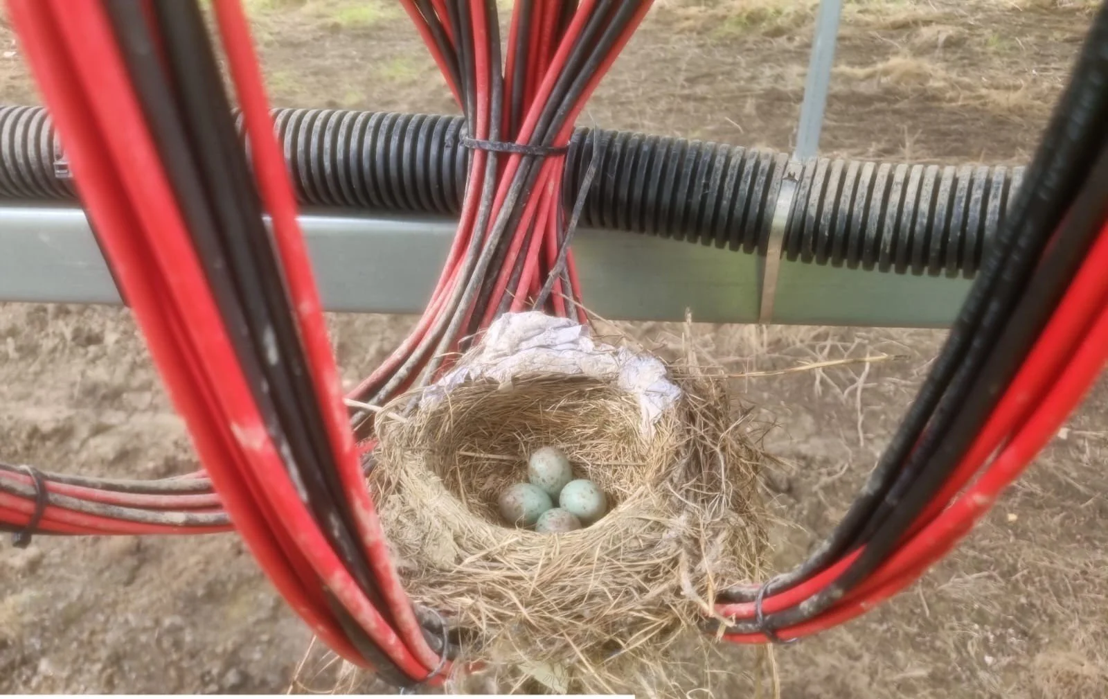 Spring watch on the solar park