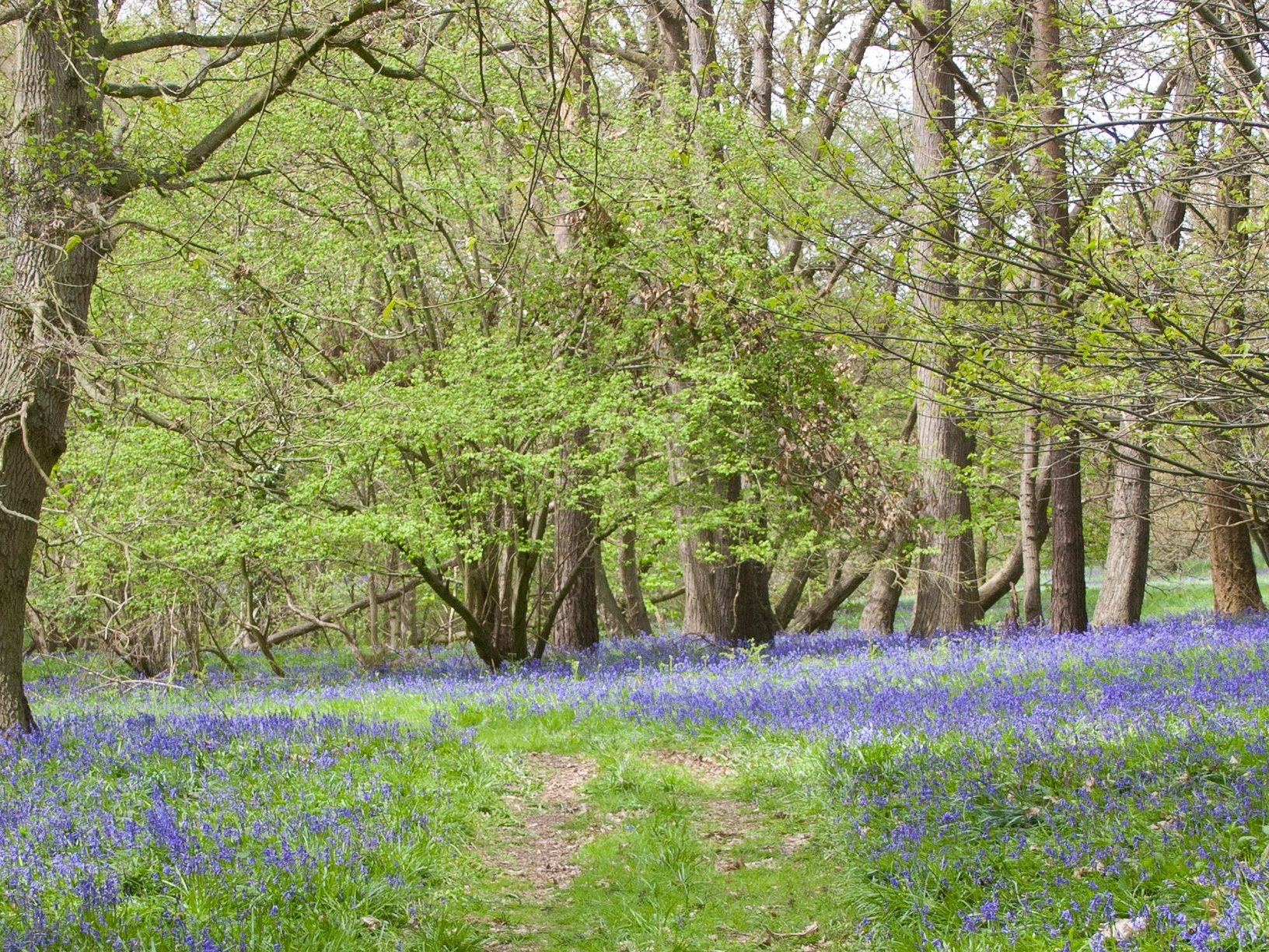 Letterbox+crop+of+the+path+through+the+bluebells+in+Butley+Woods%2C+near+Woodbridge%2C+Suffolk..jpg