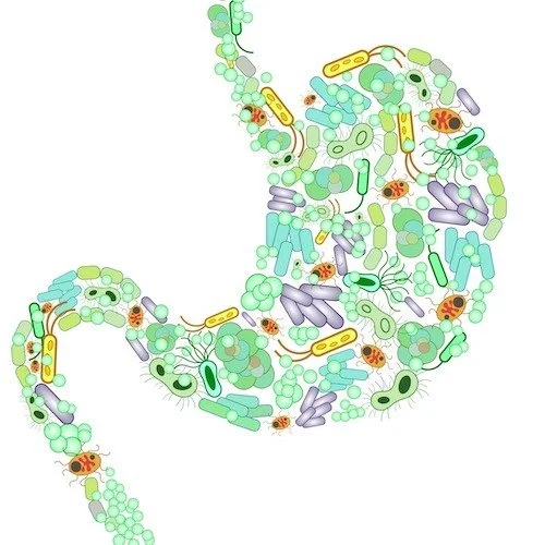 Gut health, Sonnda Catto, Nutritionist, Glasgow, Scotland