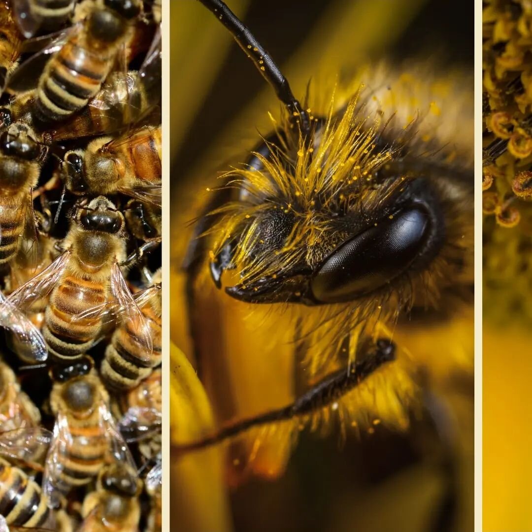 Bees - nature's magicians and our heros.
🐝
But our pollinators are in danger. 

Factors such as loss of natural habitat, climate change and agricultural pesticides have dramatically decreased our bee populations over recent years and the knock-on ef