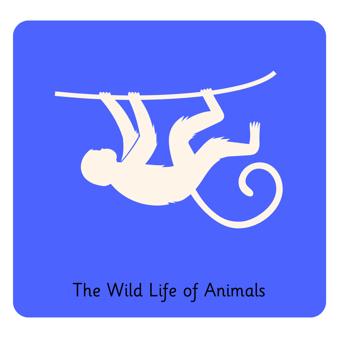 Y2 The Wild Life of Animals.png