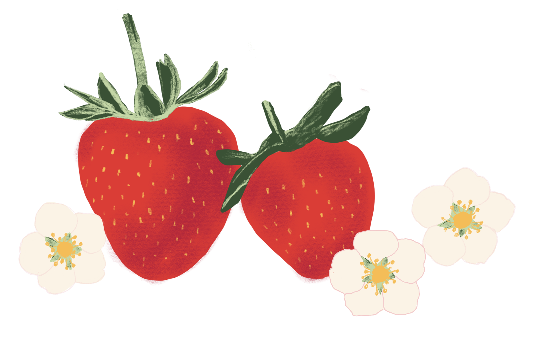 Illustration of two strawberries with green leaves and white flowers surrounding them designed by Kelly Rideout for Art Licensing