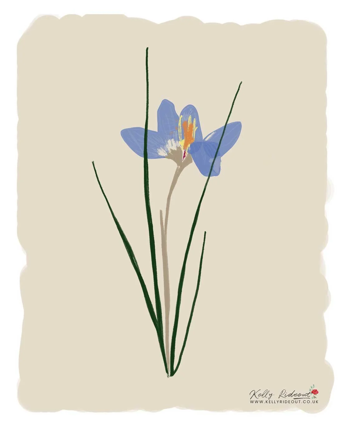 Crocus-purple-flower-hand-illustration.jpg