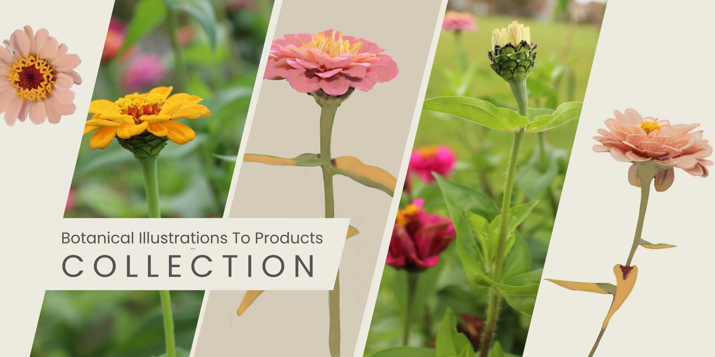 Zinnia Botanical Illustration Art for products by Kelly Rideout