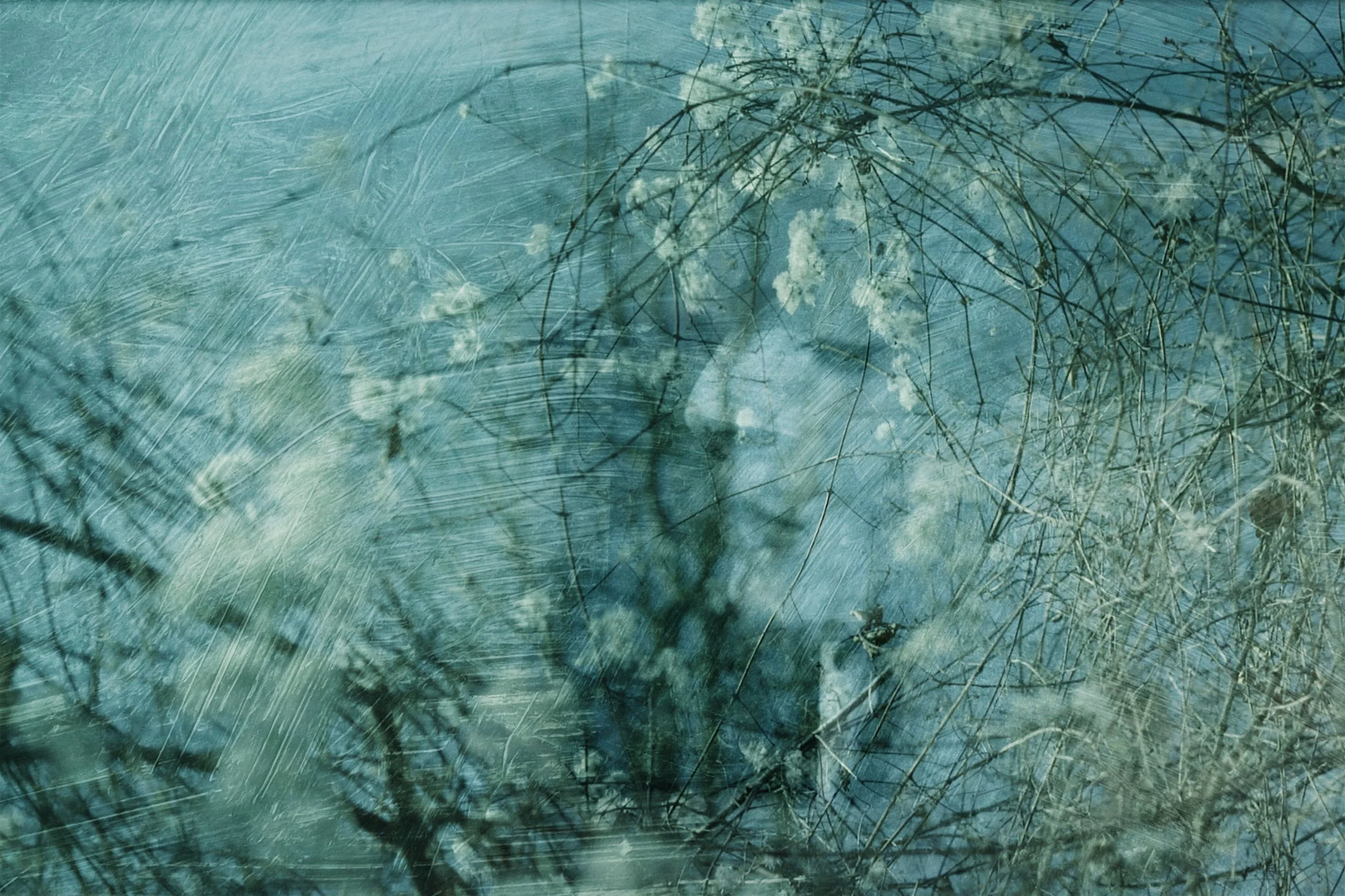 Les cerisiersetlefantôme_2017_Forêt.jpg