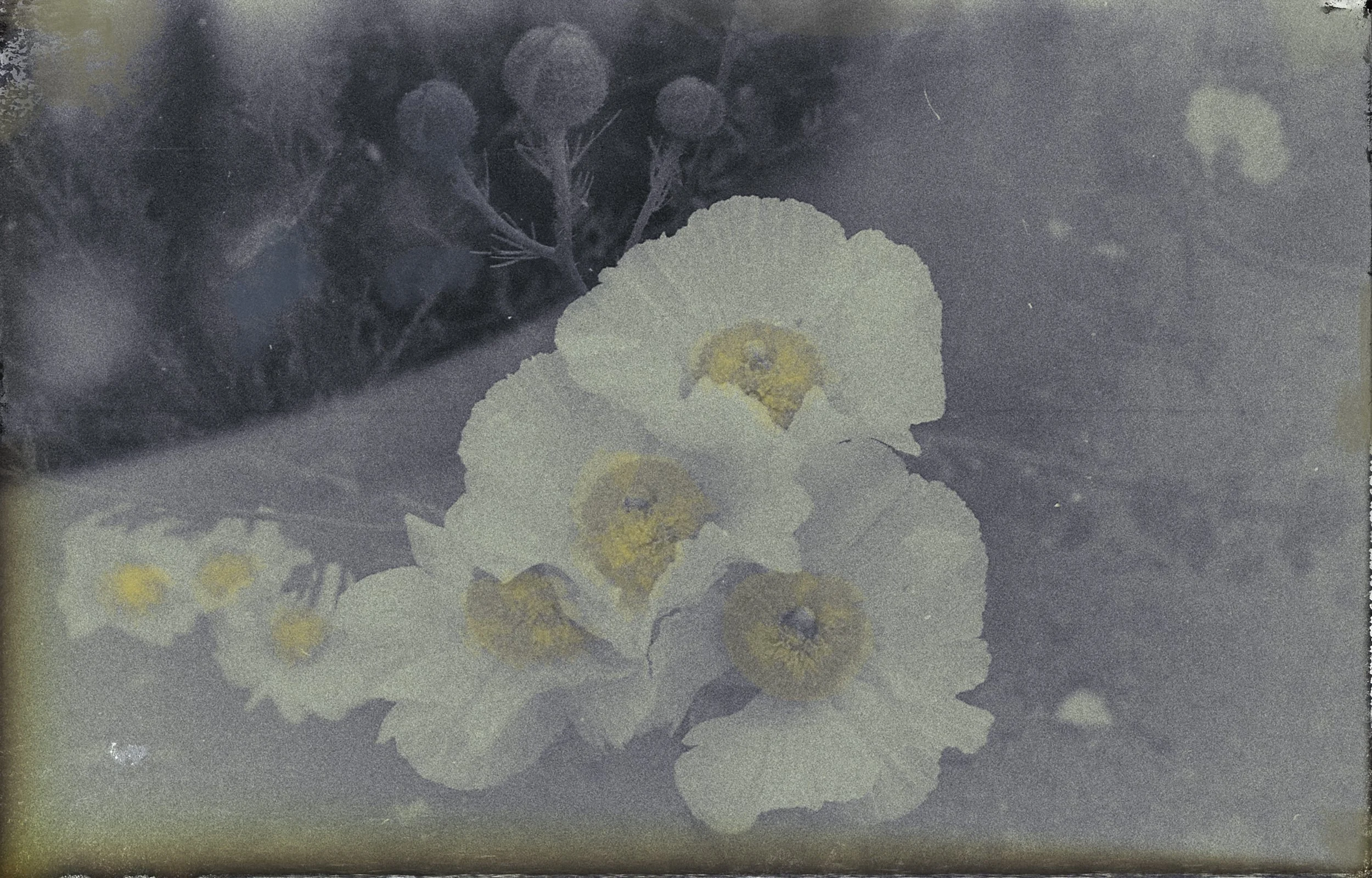Fleurs blanches_JLesP.jpg