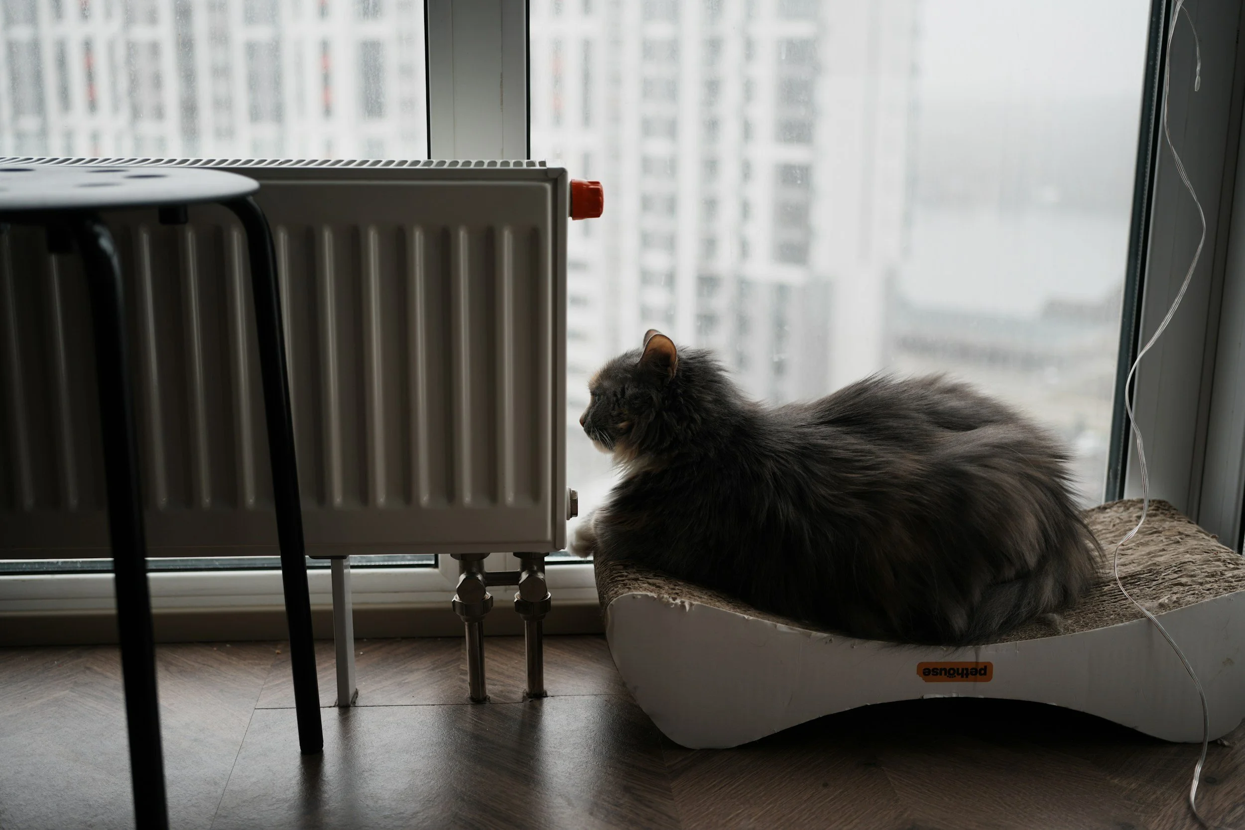 A long-haired gray cat lying on a pet bed near a large window in a high-rise apartment, with a cityscape of tall buildings visible outside.