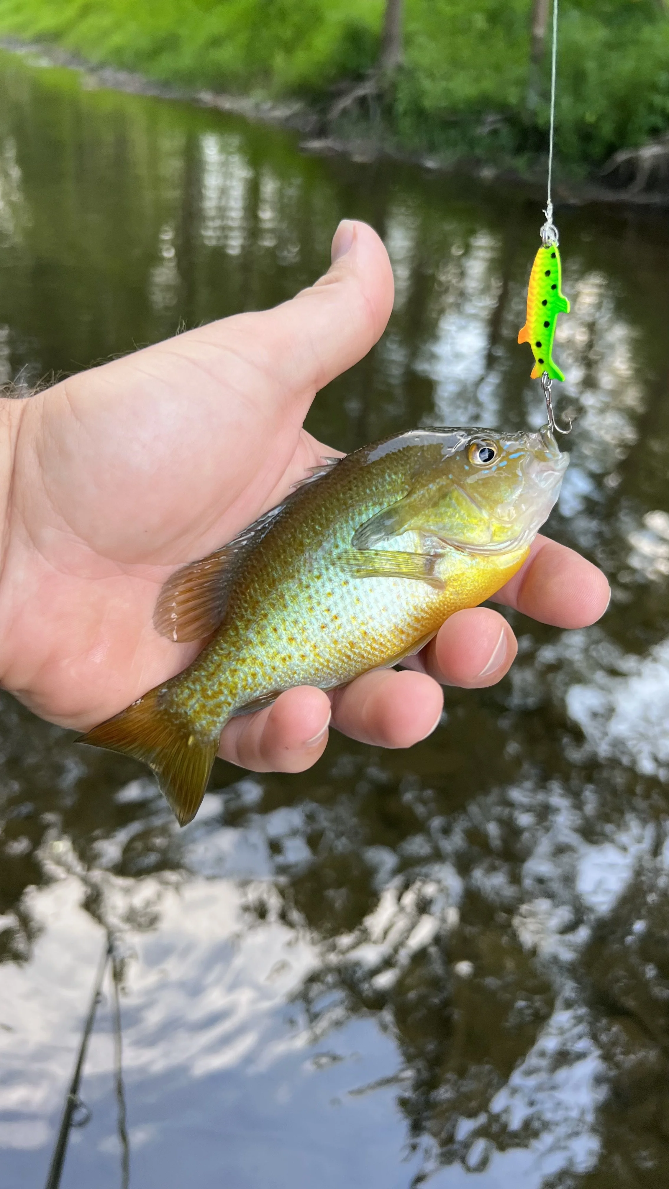 Private fishing on the rapidan river at Rooted Land Company Airbnb. 