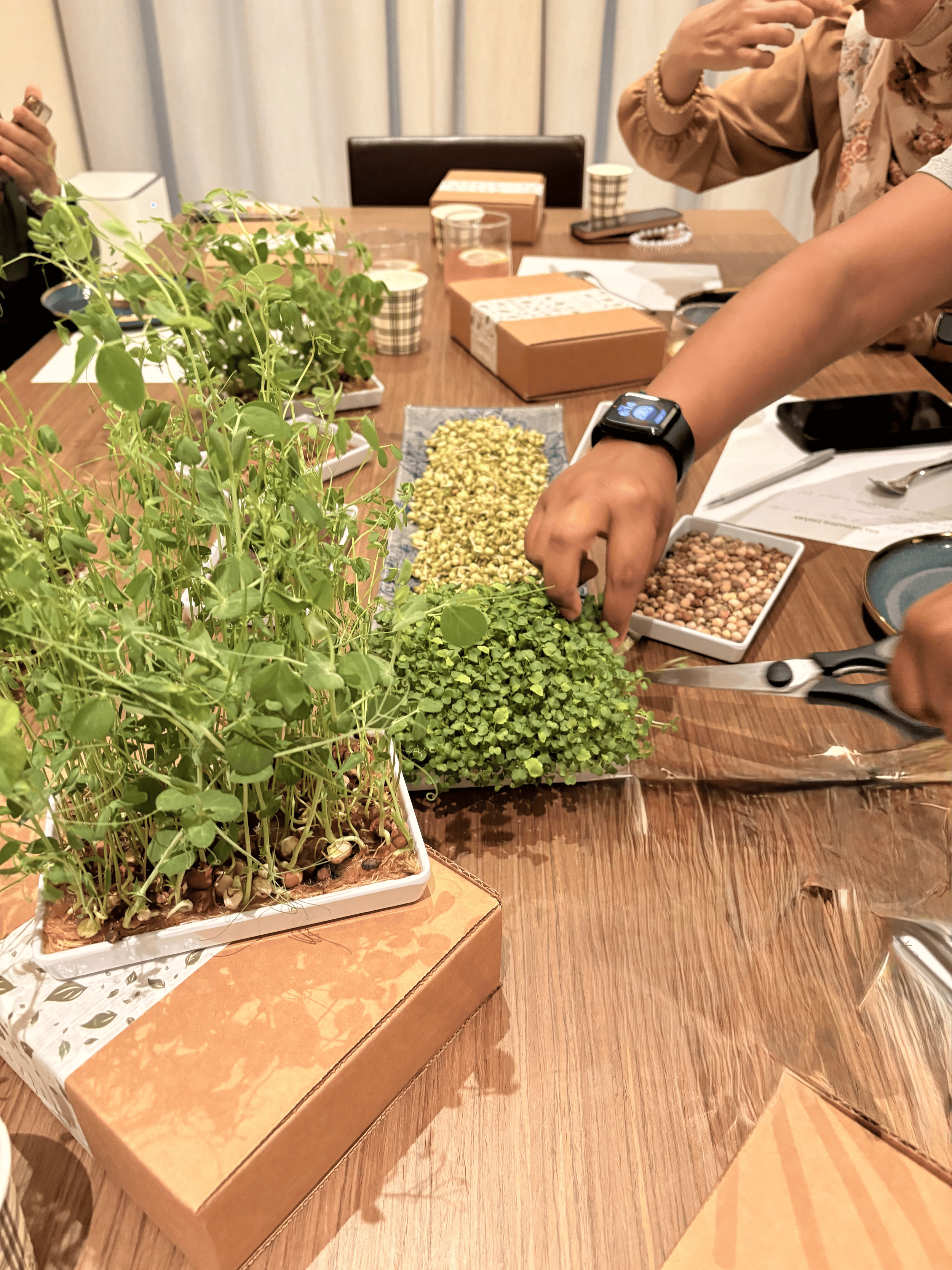 Microgreen Harvesting during planting workshop