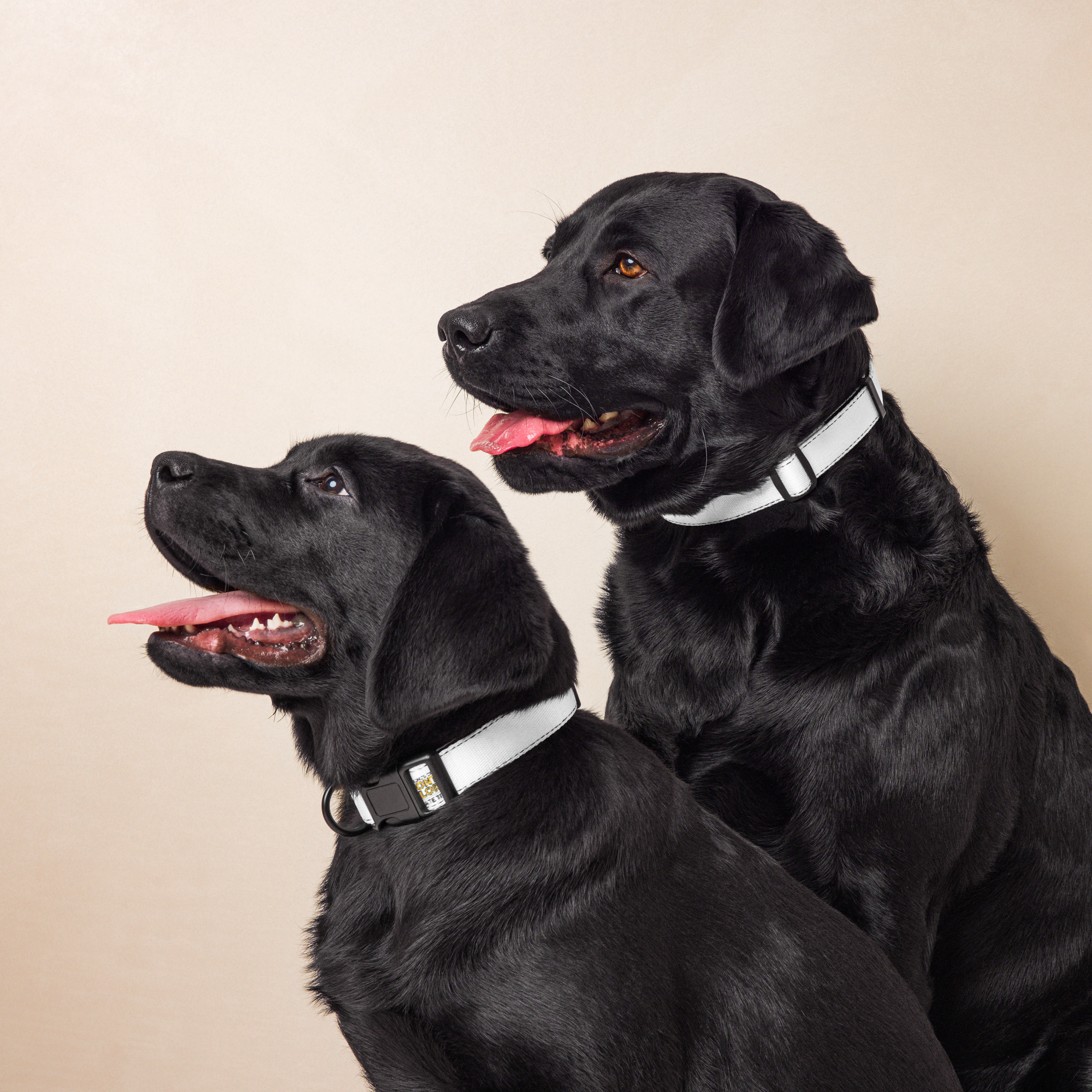 pet-collar-white-m-front-6a0c6759dbf21.png