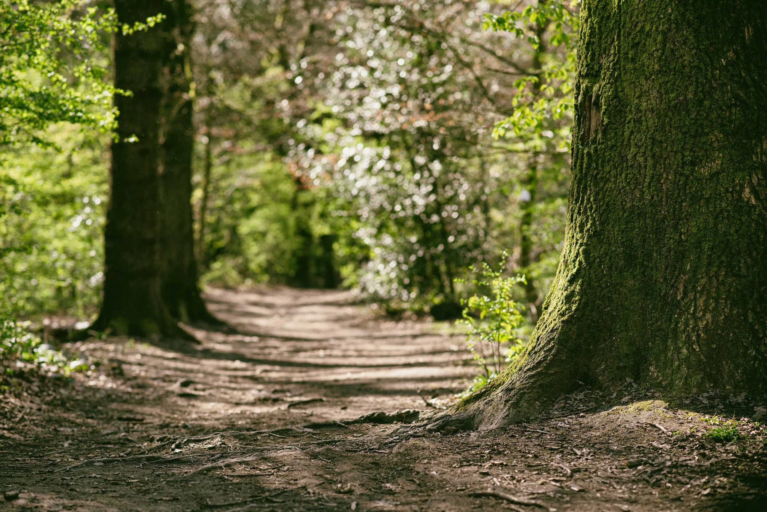 Spring woodland path with big tree trunk in foreground