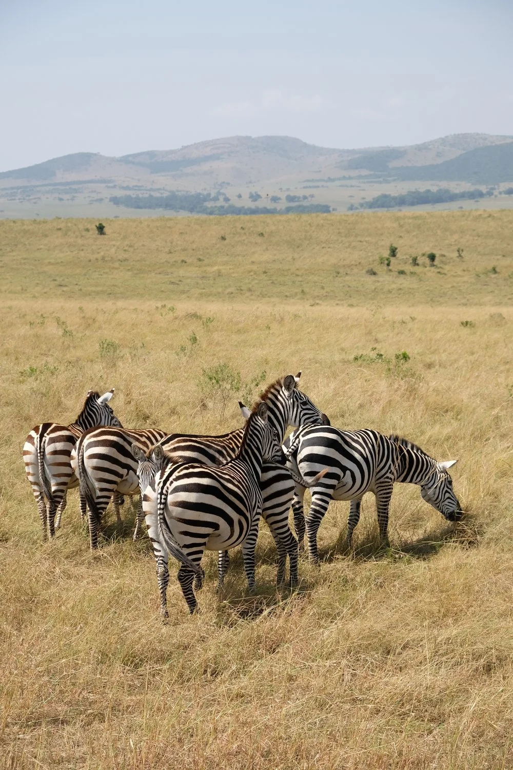 Kenya