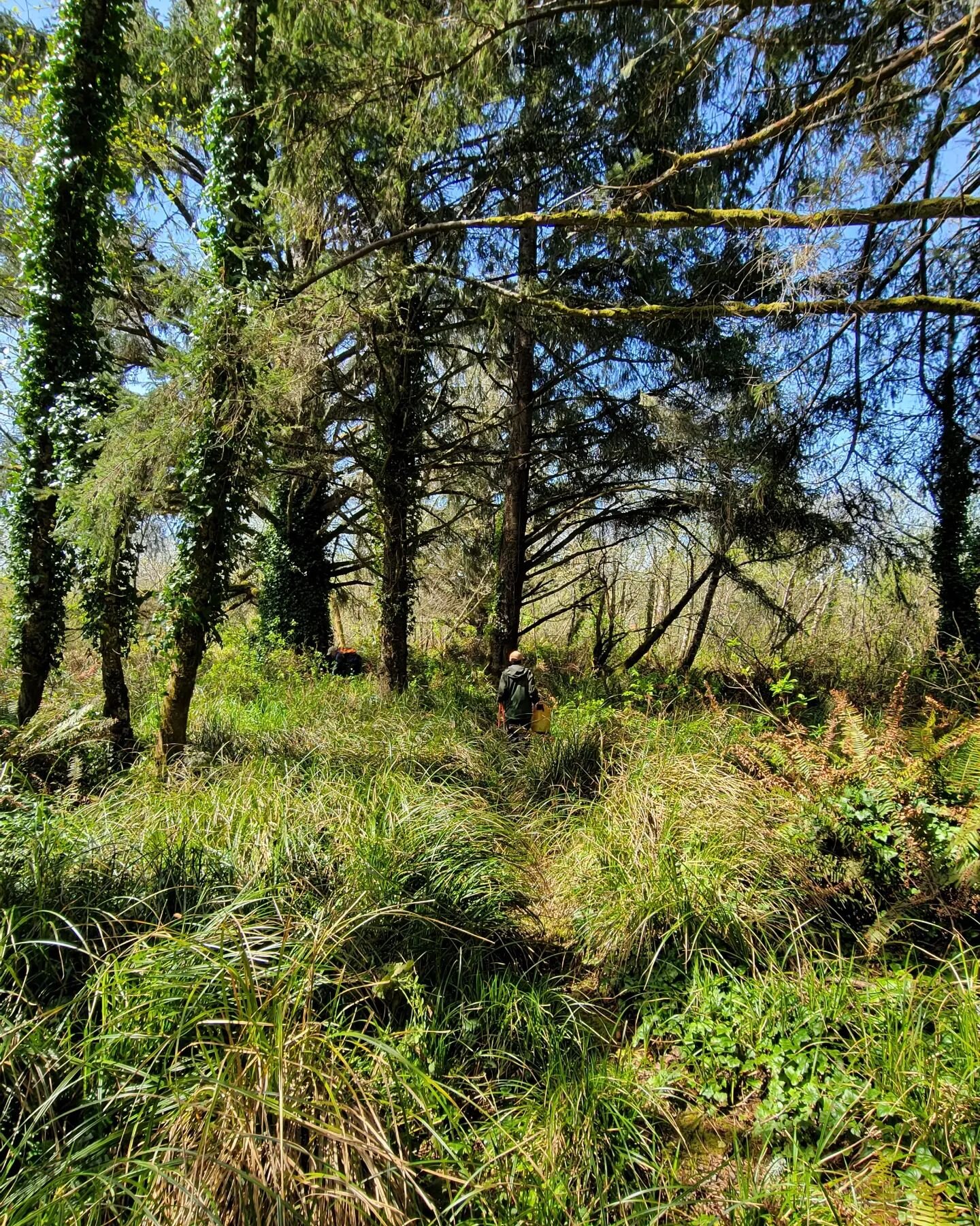 Ivy pull day at the Shangrila Wetlands with @nclctrust!

Funded by:
@oweboregongov
@orwildlife

#oregoncoast 
#conservation 
#wetlands 
#seasideoregon 
#nature