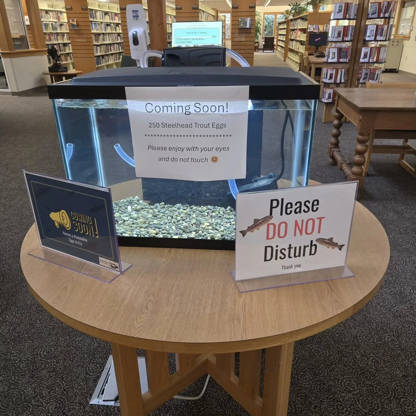 We&rsquo;re excited to announce our Eggs to Fry Tank at the Seaside Library! 

In partnership with @myodfw, we&rsquo;ll be hosting 250 steelhead eggs and following their journey as they hatch and grow into fry. It&rsquo;s an incredible chance to watc