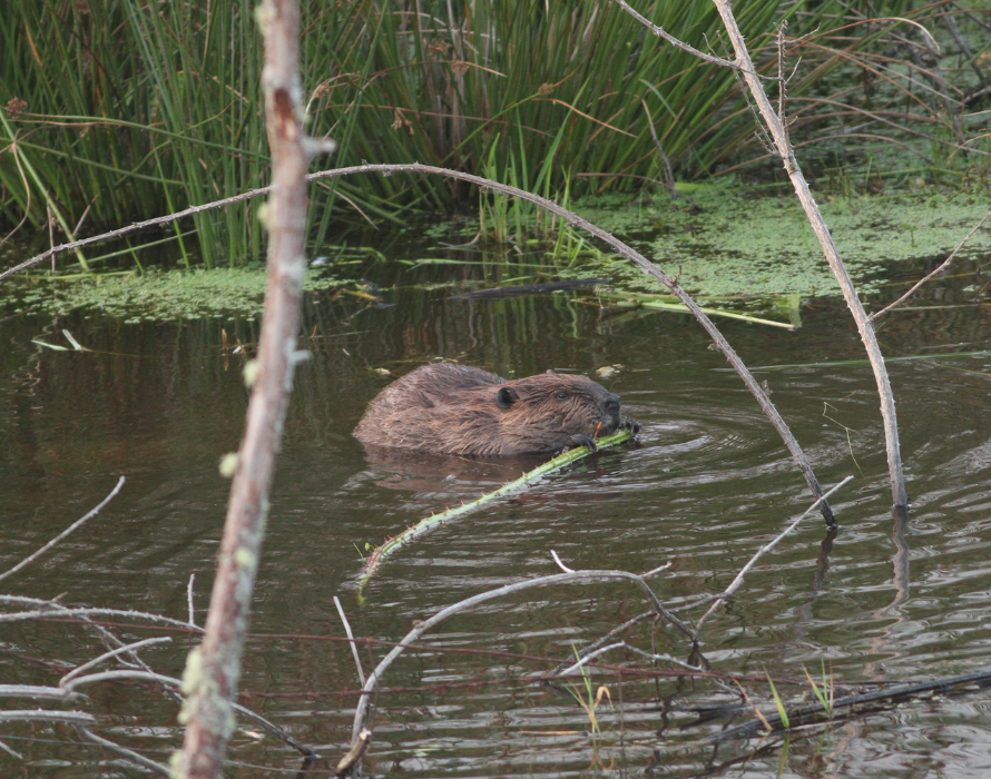 Thompson Creek Beaver Walk with ODFW