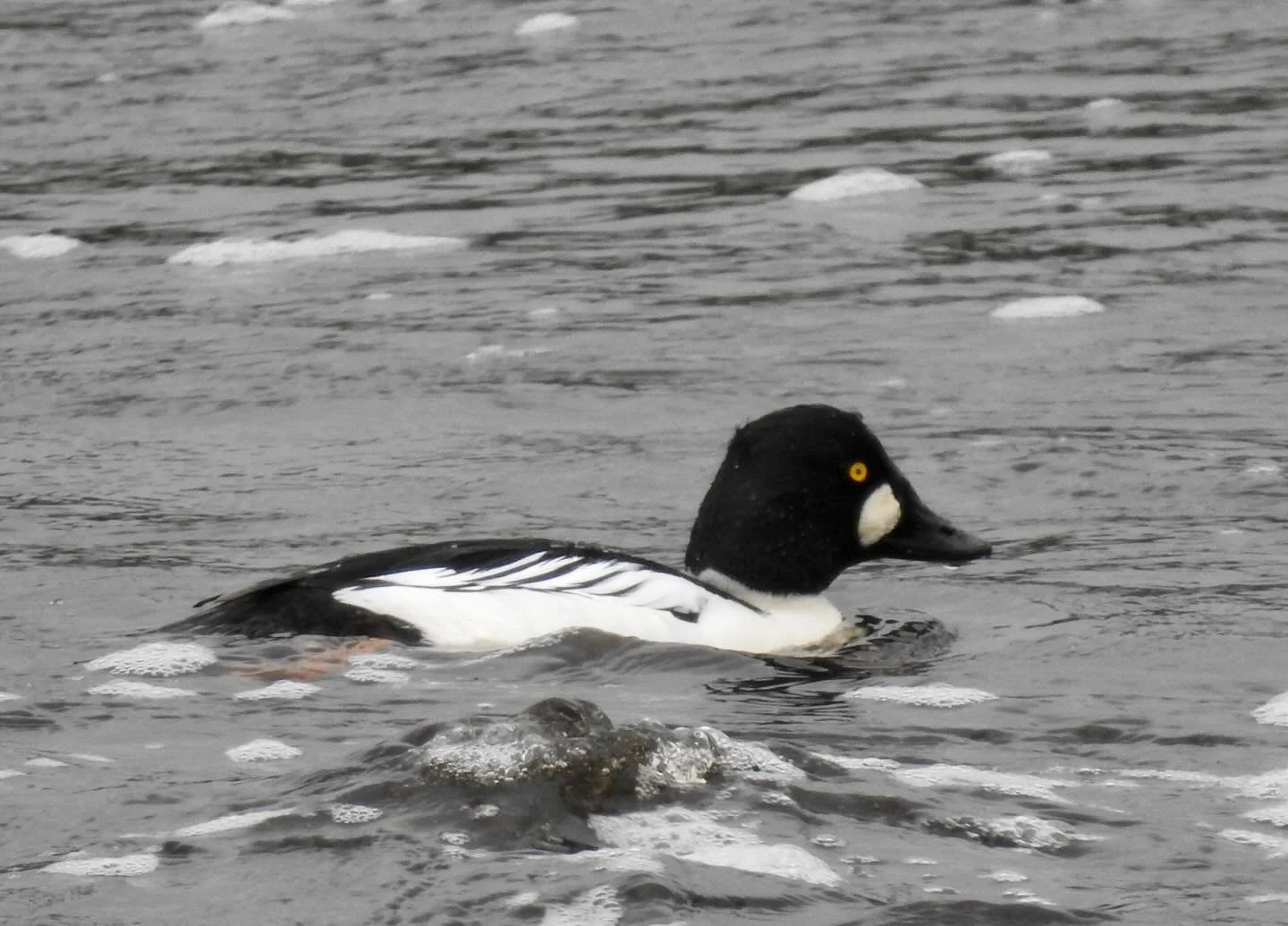 The recent Velella vellella By the Wind Sailor inundation made its way all the way up the Neawanna, past the confluence of Thompson Creek. Surf scoters and goldeneyes were busy foraging at the confluence where this important coho stream meets the est