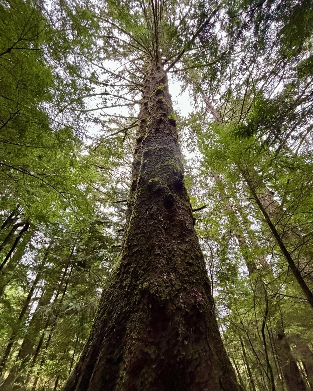 Happy St. Patrick&rsquo;s Day ☘️ from the greenest place we know!