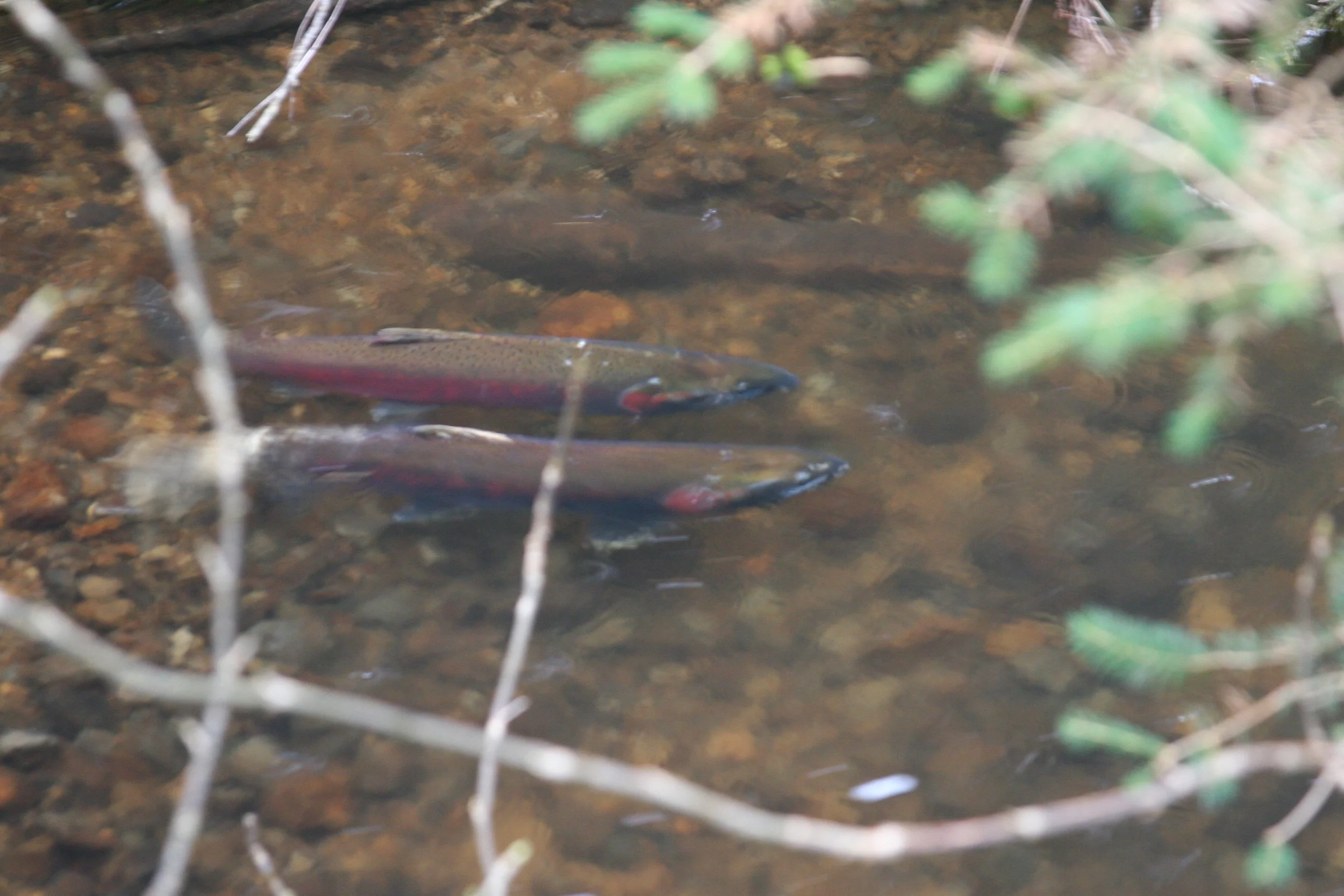 Fish Habitat Thompson Site Tour with ODFW