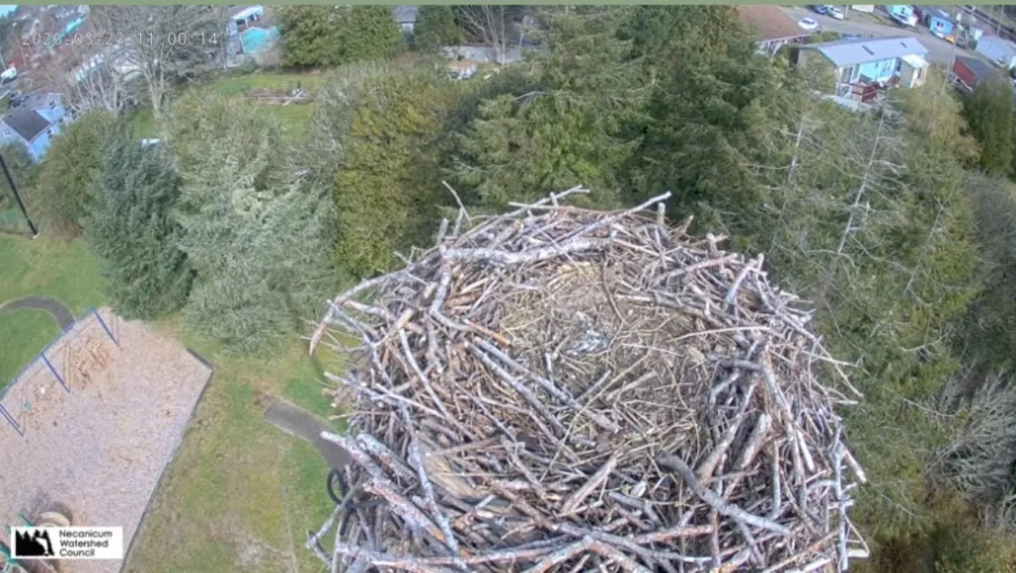 Who's been checking out our Seaside Osprey Cam? Ospreys are incredible migratory birds that arrive in Oregon every April and stay through September before heading south for the winter, often to Mexico. During their time here, they mate, build nests, 