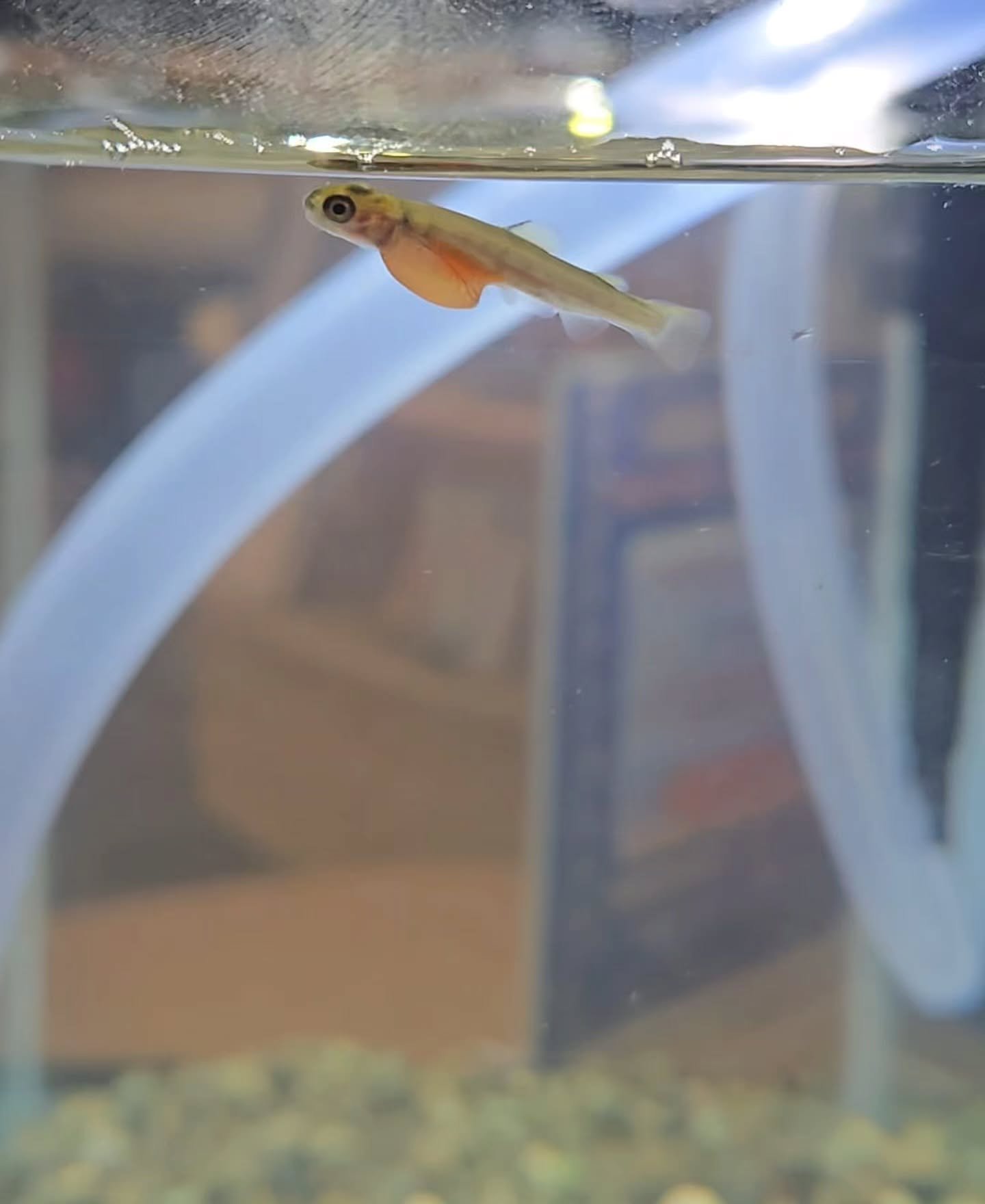 Don&rsquo;t miss the chance to see 250 steelhead fry released into the Necanicum River at the Eggs to Fry Release Party on April 4, 10 am, at Klootchy Creek County Park!

This free, family-friendly event will highlight the fish&rsquo;s journey from t