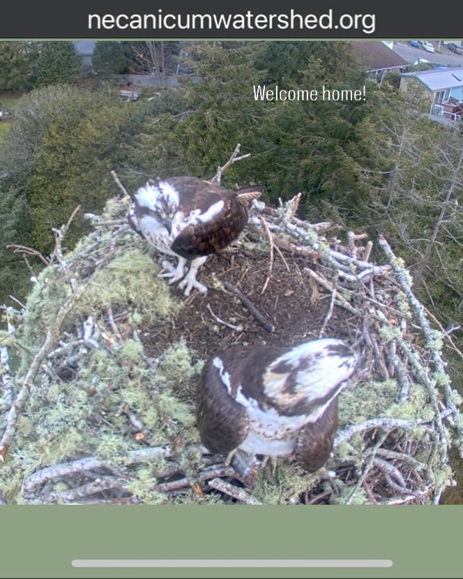 Our osprey friends are back! Check them out yourself on the Seaside osprey cam from our website anytime. You can hear how excited they are to be back!