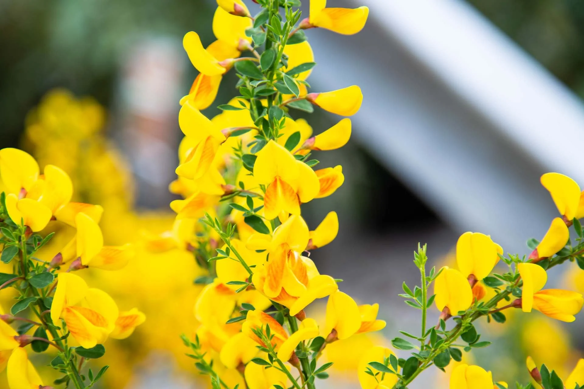 Earth Day Broom Busters 