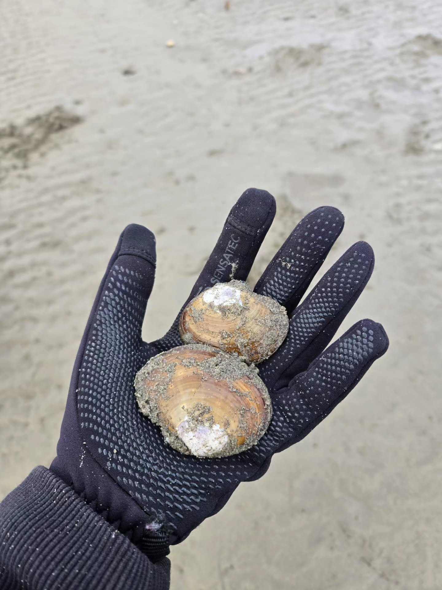 Join us at the Necanicum Estuary for a fun day of clamming during ODFW&rsquo;s Free Fishing Day! No fishing licenses are required. Just bring clothes you don&rsquo;t mind getting a little dirty, appropriate shoes, a container, and a smile! If you hav