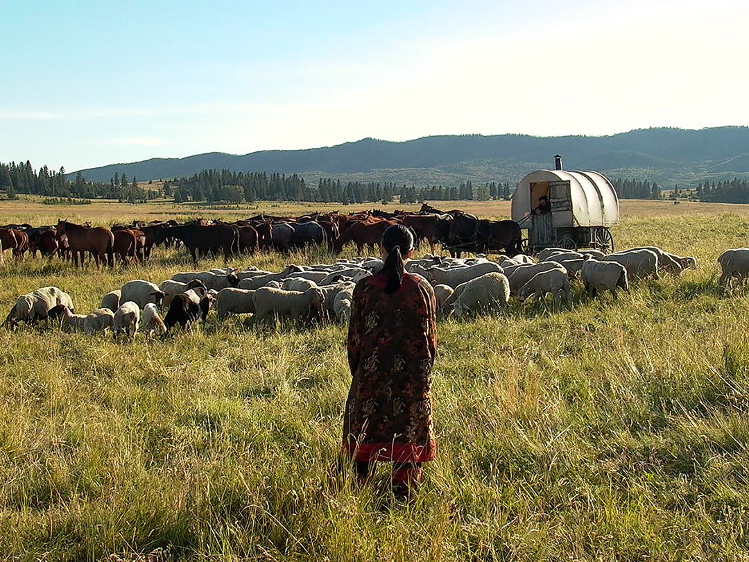 three-sheep-pasture-horses.jpg