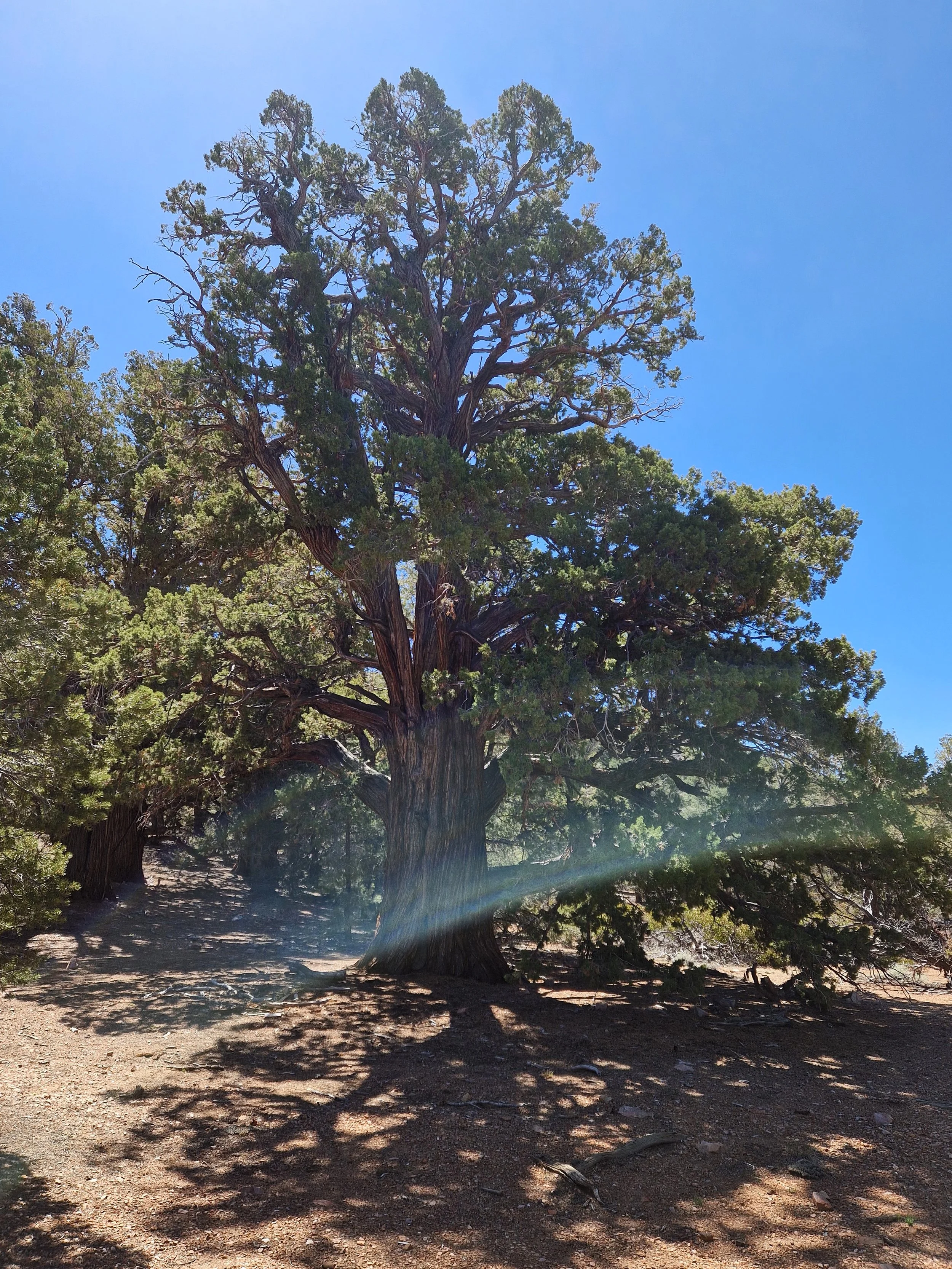 Certains de ces arbres sont parmis les plus vieux du monde