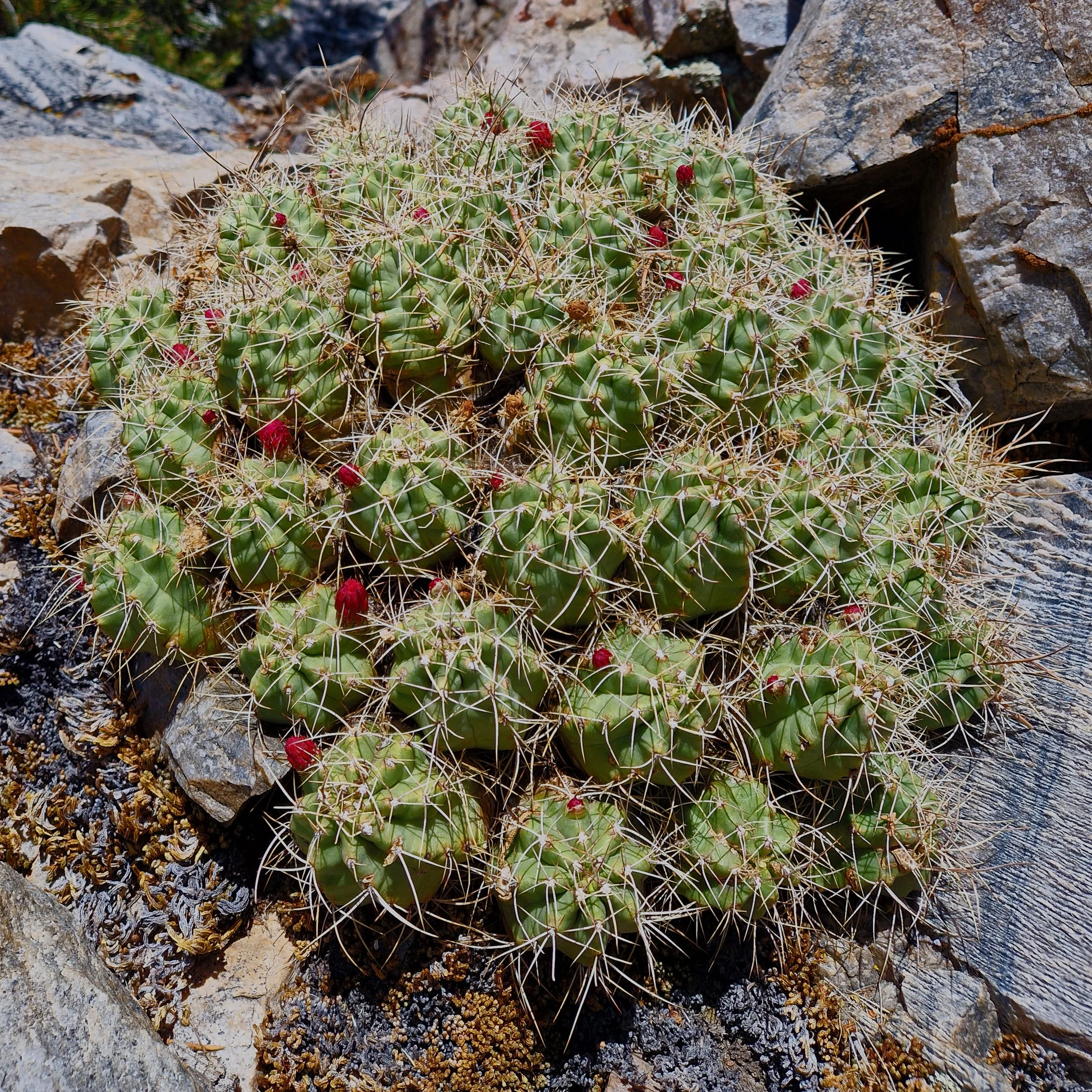 Un nouveau cactus, ça se fête