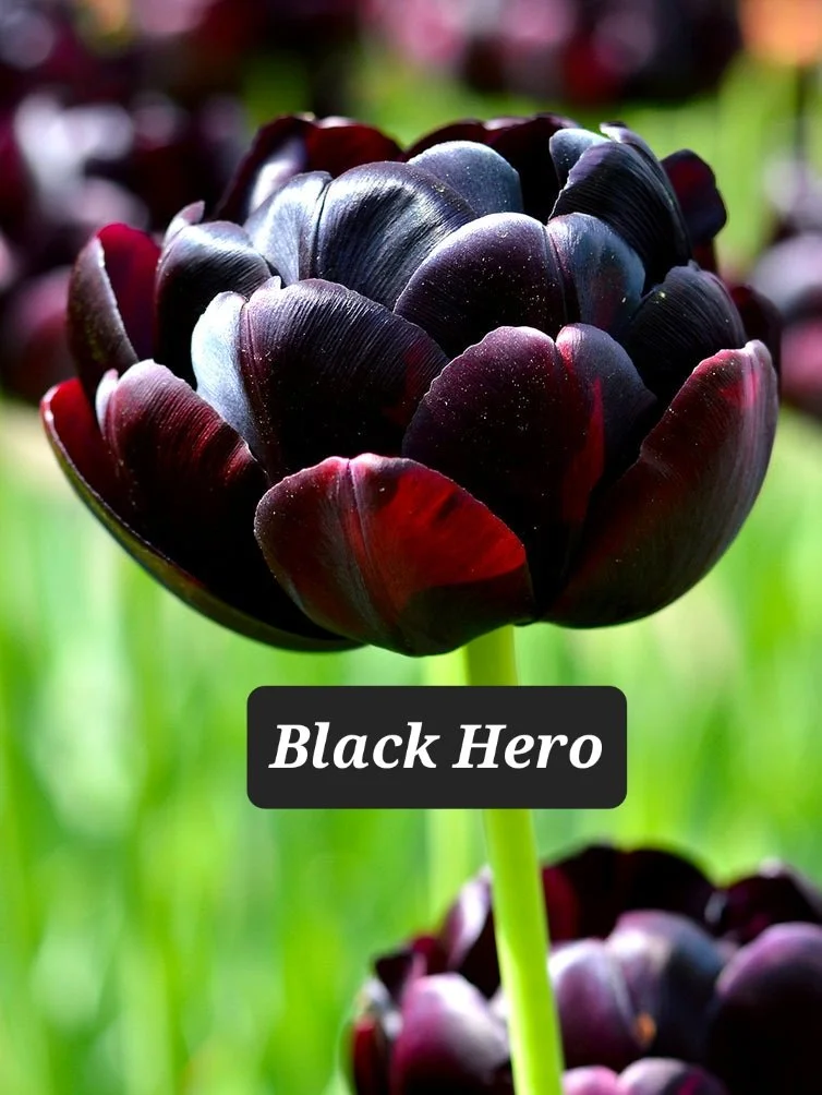 Tulip_Black_Hero-3_377x503@2x.jpg