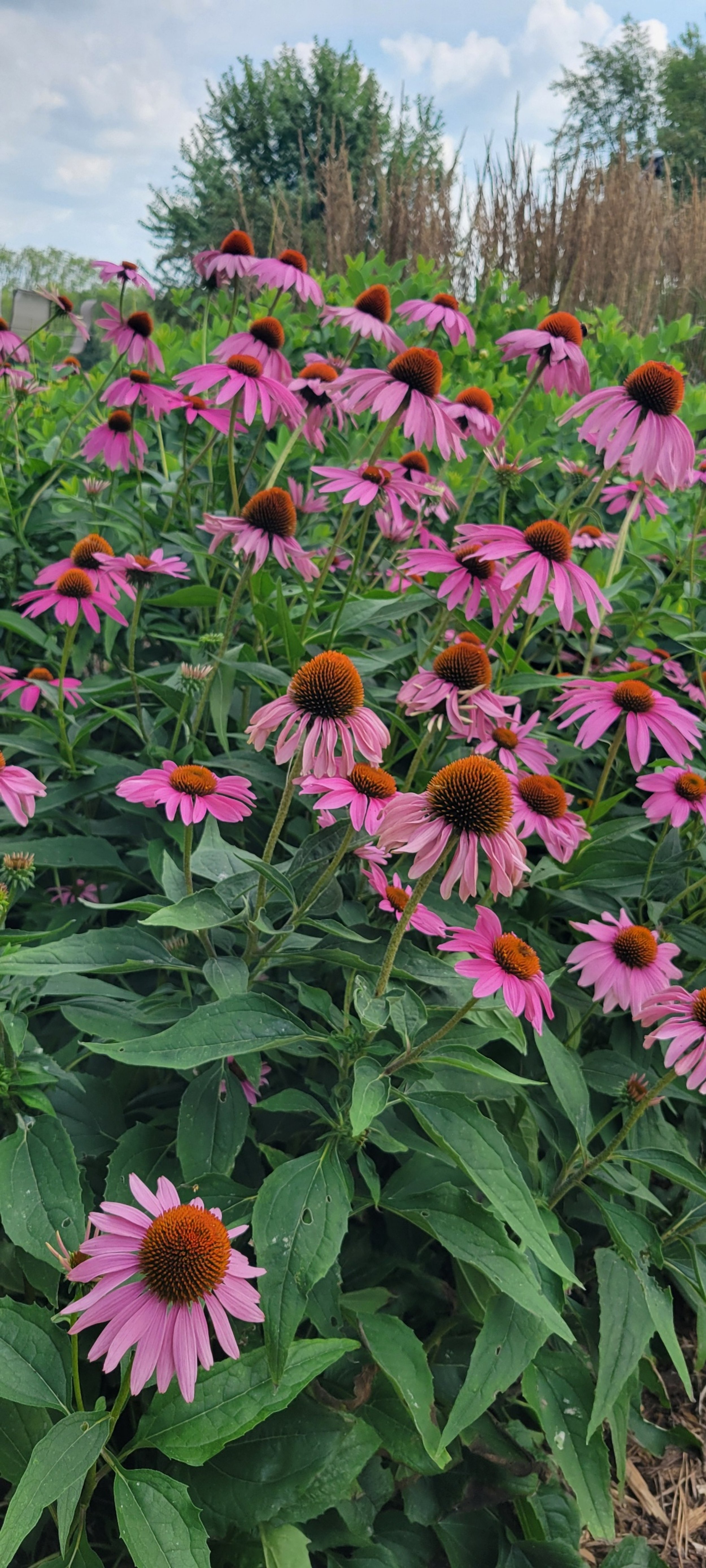 processed_20250803_110953.jpg