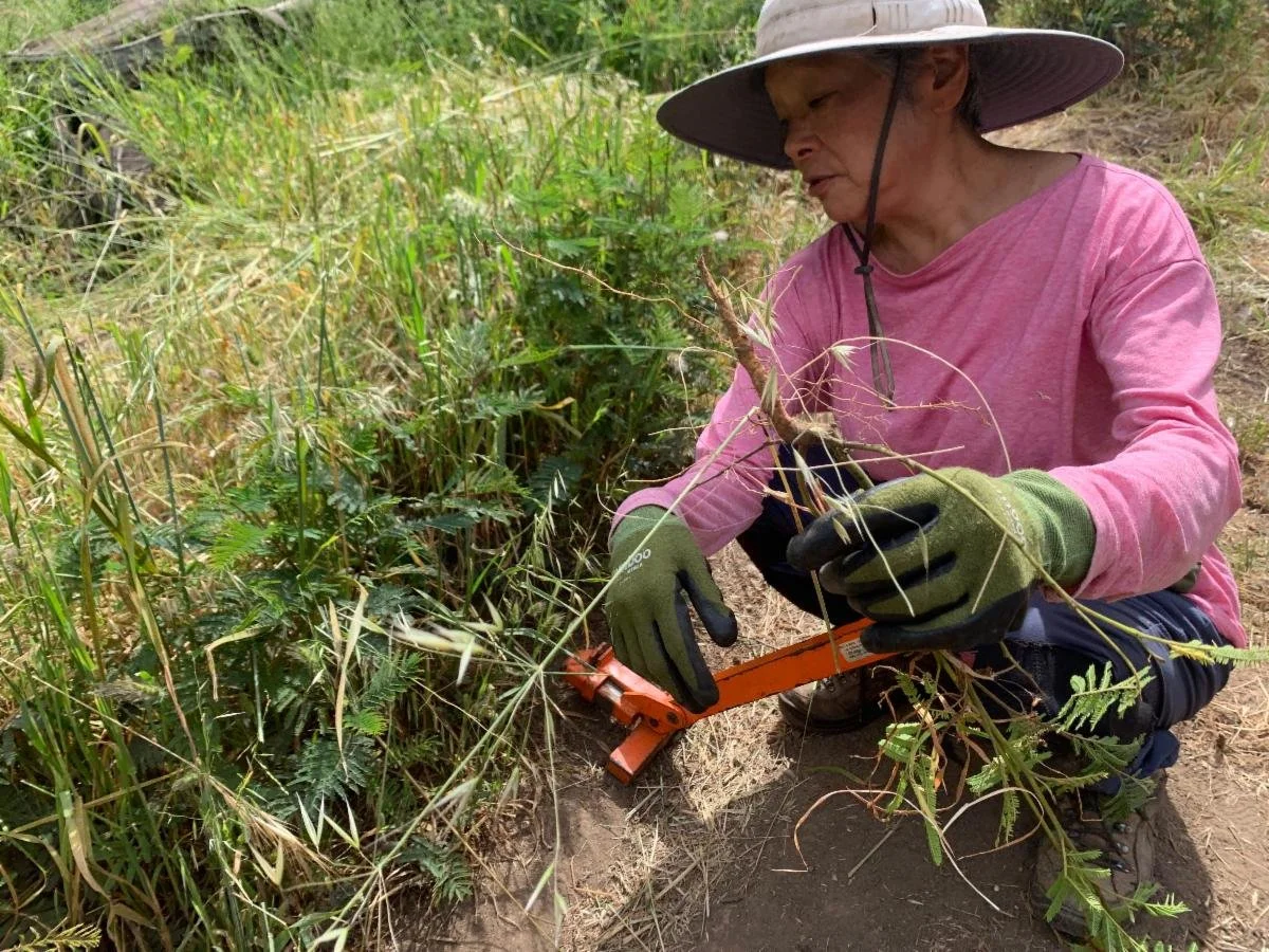 Wendy Tokuda Liberates Oak with DFSC Cost-Share Program Funds