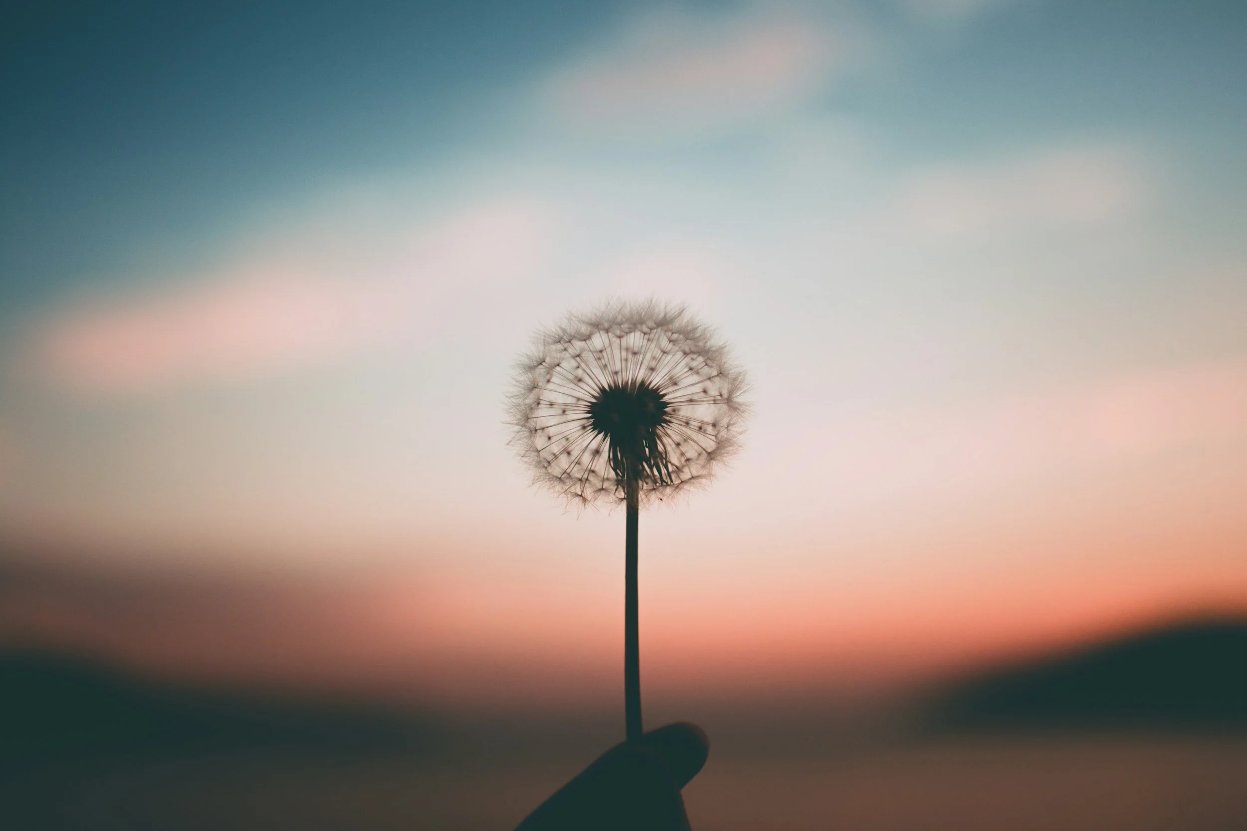 A hand holding a dandelion seed head against a colorful sunset sky with pink, orange, and blue hues.
