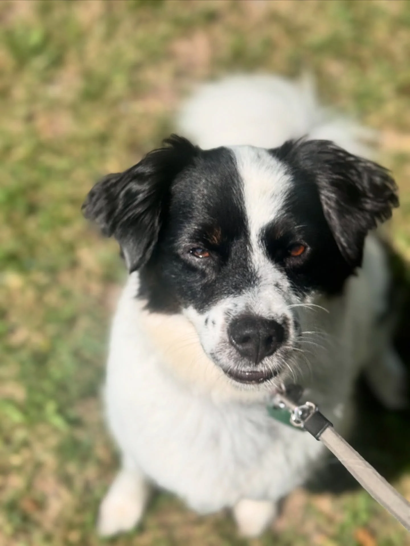 Provided daycare today for this cutie pie! Everyone say hi to Pogi 🐶

Need somewhere cool to take your pup during the day? Reach out for more info!