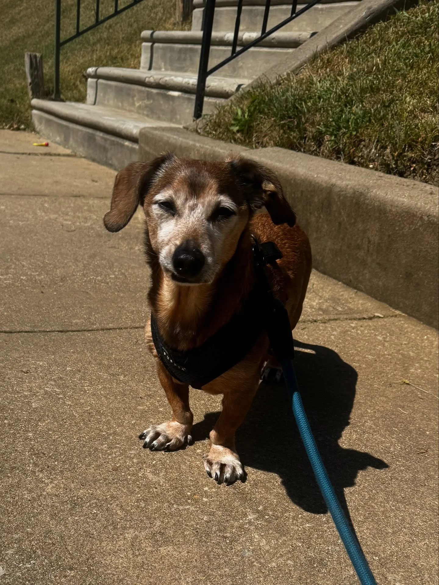 Philly the dachshund keeps me on my toes 🔥 One minute he&rsquo;s giving me side-eye, the next he&rsquo;s strutting like I&rsquo;m his favorite human 🐾 That&rsquo;s the fun of dog walking&mdash;every pup has their own personality, and I meet them ri