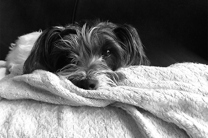 Small dog resting on a white blanket