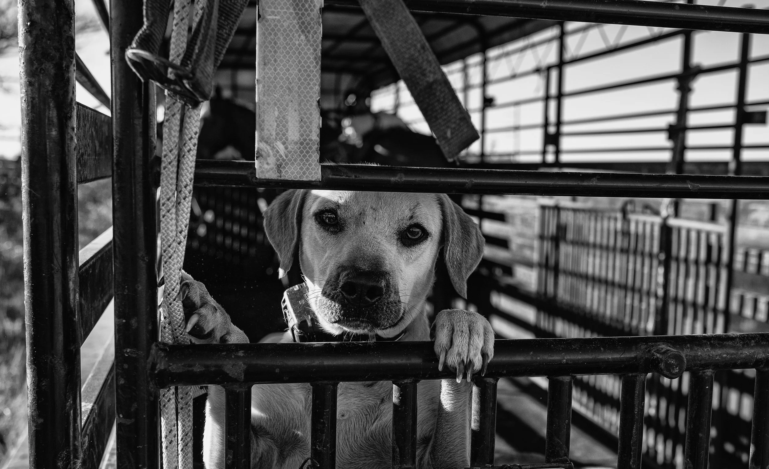CowboyDog1.jpg