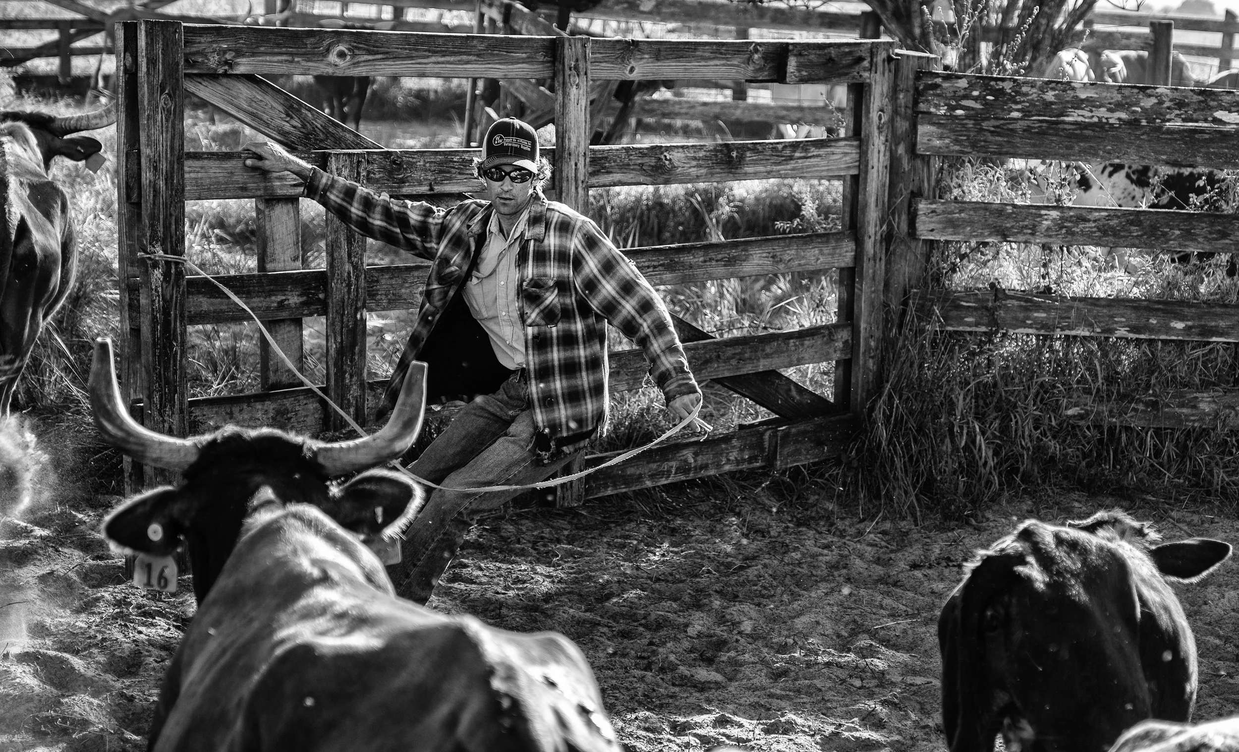 CowboysFenceman.jpg