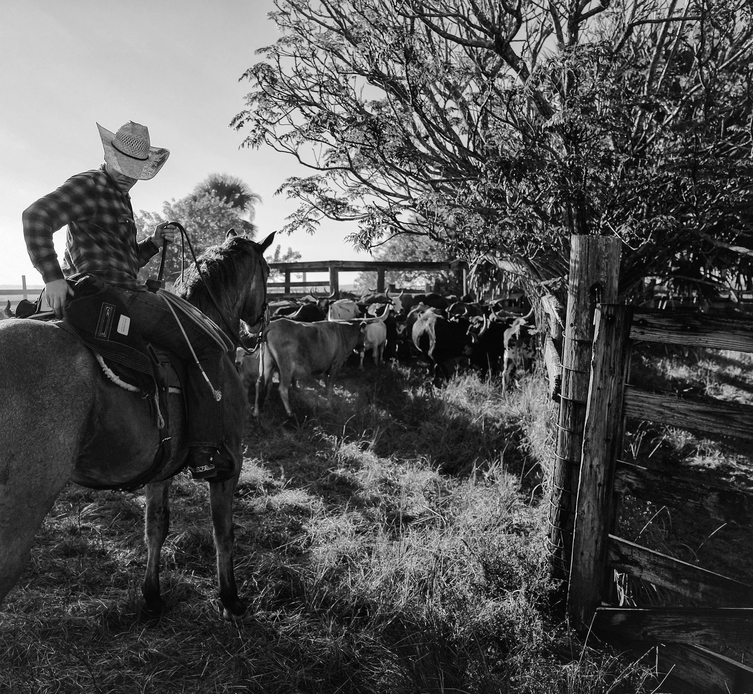 Cowboy1a.jpg