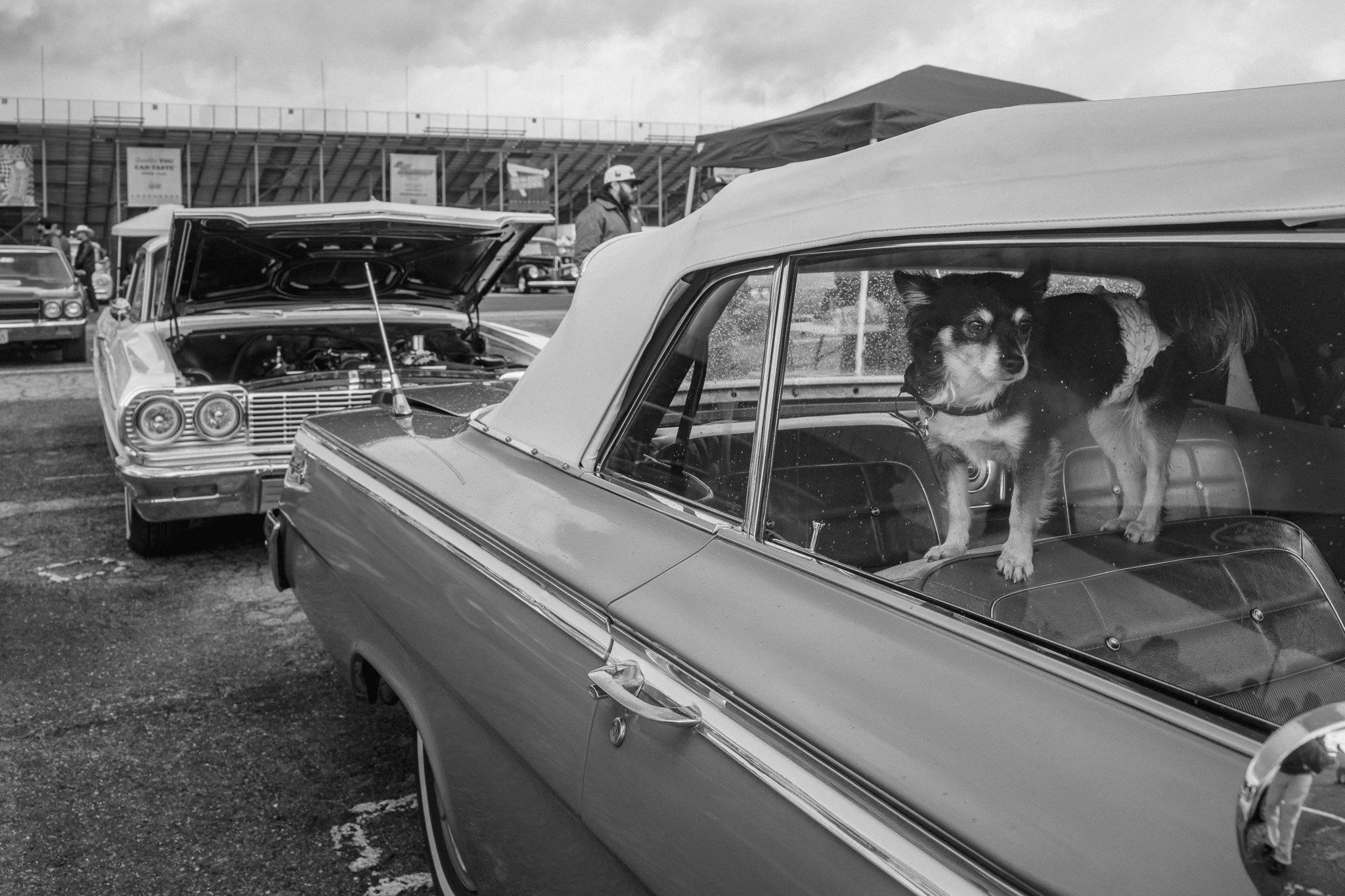 A black and white photo of a vintage car show with classic cars parked outdoors. A small dog stands on the back seat of a convertible car with its head poking out of the window, looking to the side.