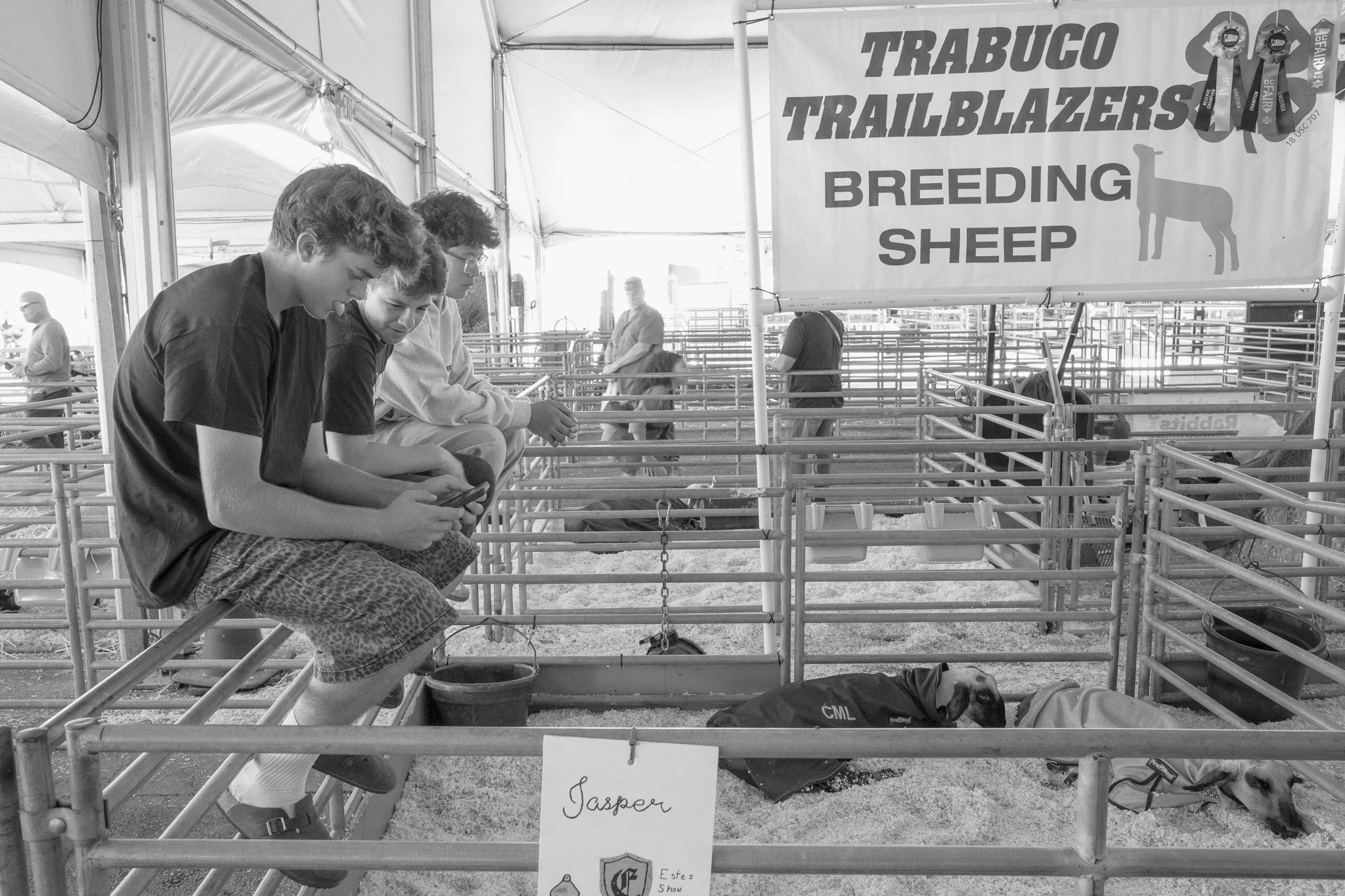 Three boys sitting on a railing at a sheep breeding event, looking at their phones, with sheep in pens below and a large sign behind them that says 'Trabuco Trailblazers Breeding Sheep' and features an outline of a sheep and ribbons.