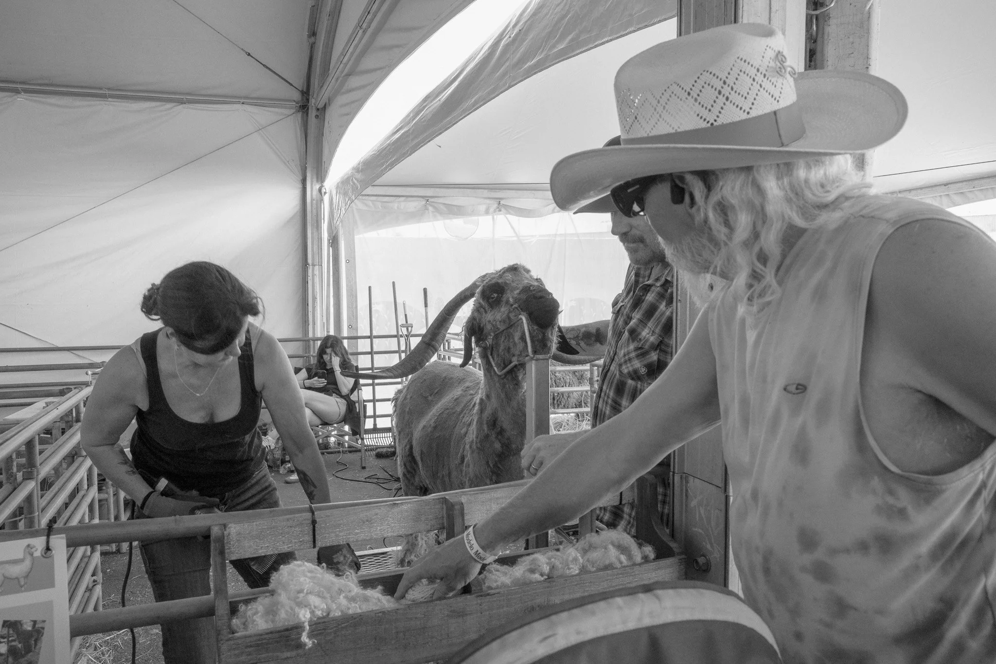 People at a livestock show, with a woman in a hat and sunglasses, a man, and a young woman, surrounding a sheep, and a large animal with horns, possibly a goat or ram, inside a tent or barn.