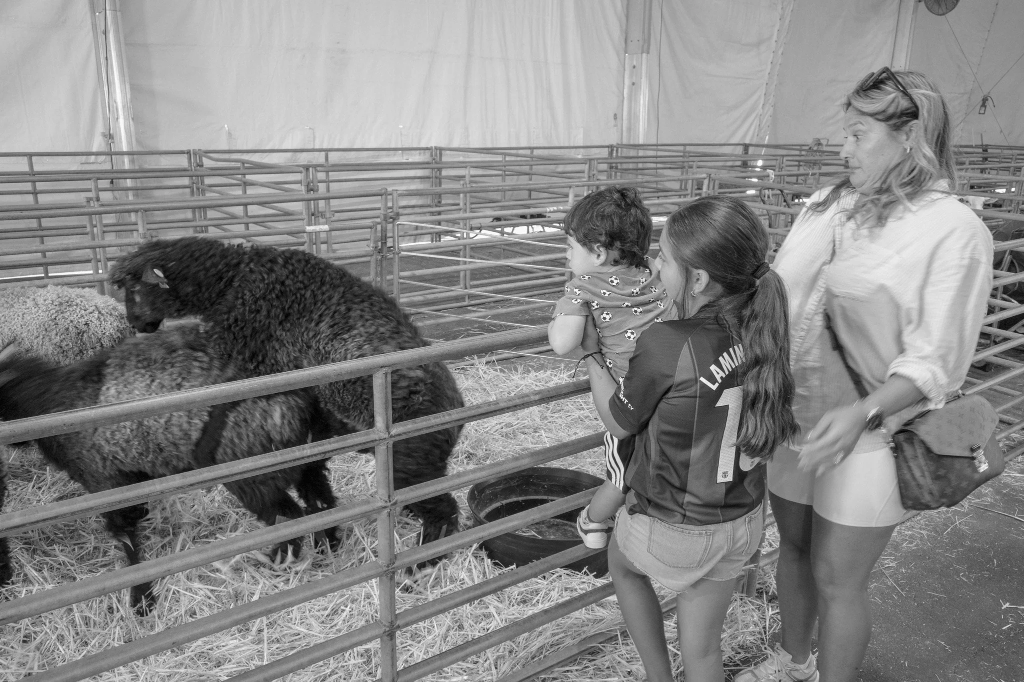 A woman and two children watching sheep in a pen at a farm or petting zoo.