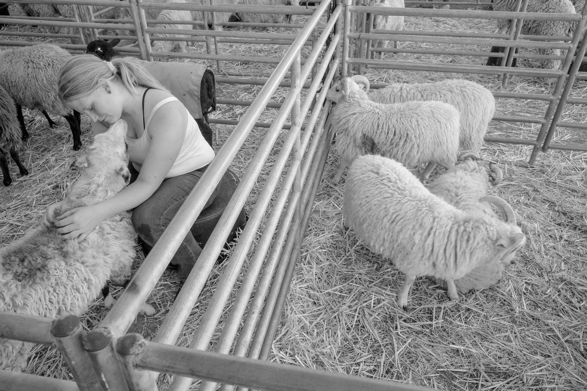 A woman is sitting inside a pen with sheep, gently petting one sheep that is licking her face. The pen contains multiple sheep on a bed of straw, and there are metal bars enclosing the area.