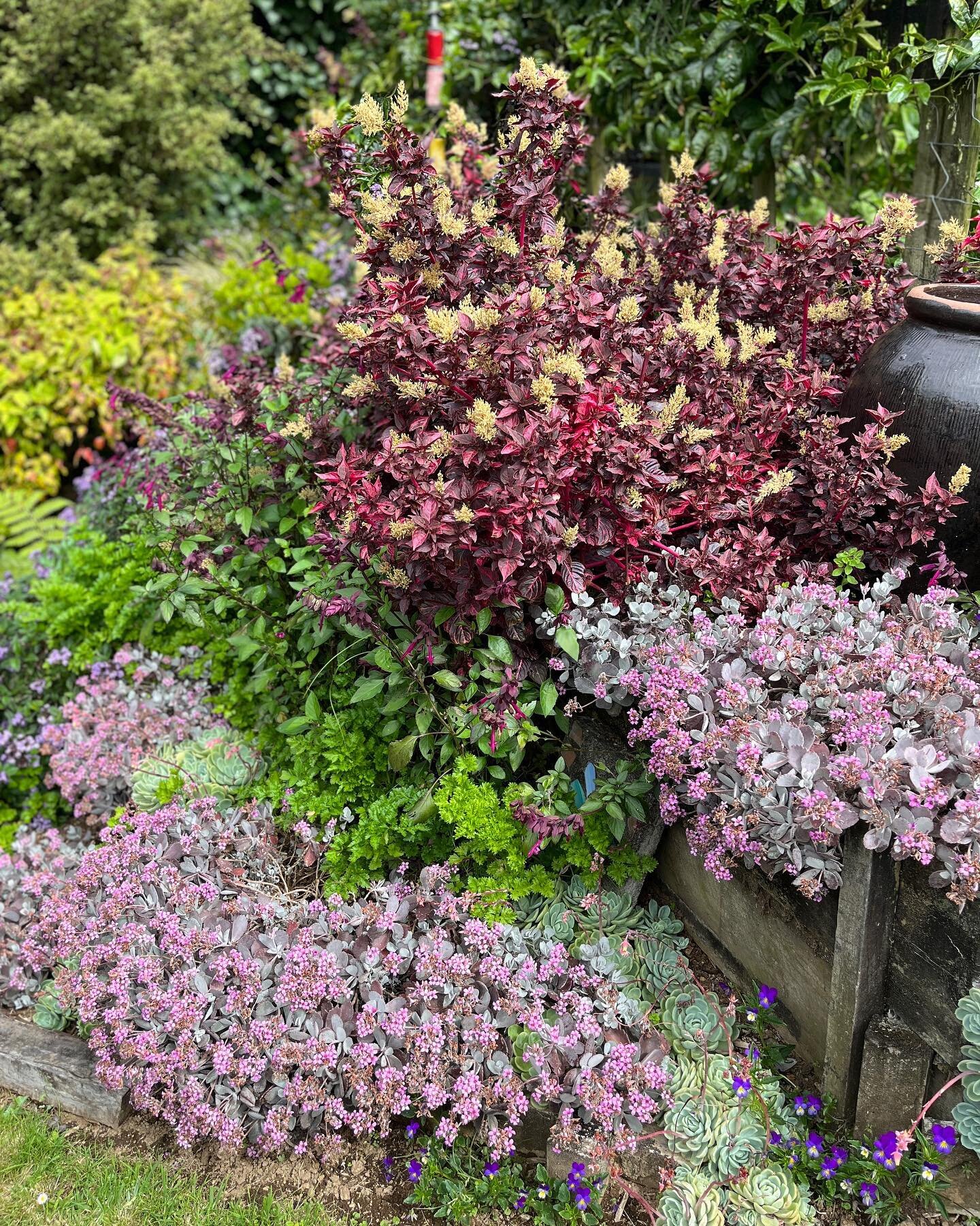 Final dump from the @taranaki_garden_festival plus one cute share of fudge exhausted from the week 😴 so many amazing gardens, plants and structures. Thanks Taranaki for a fabulous week 💚