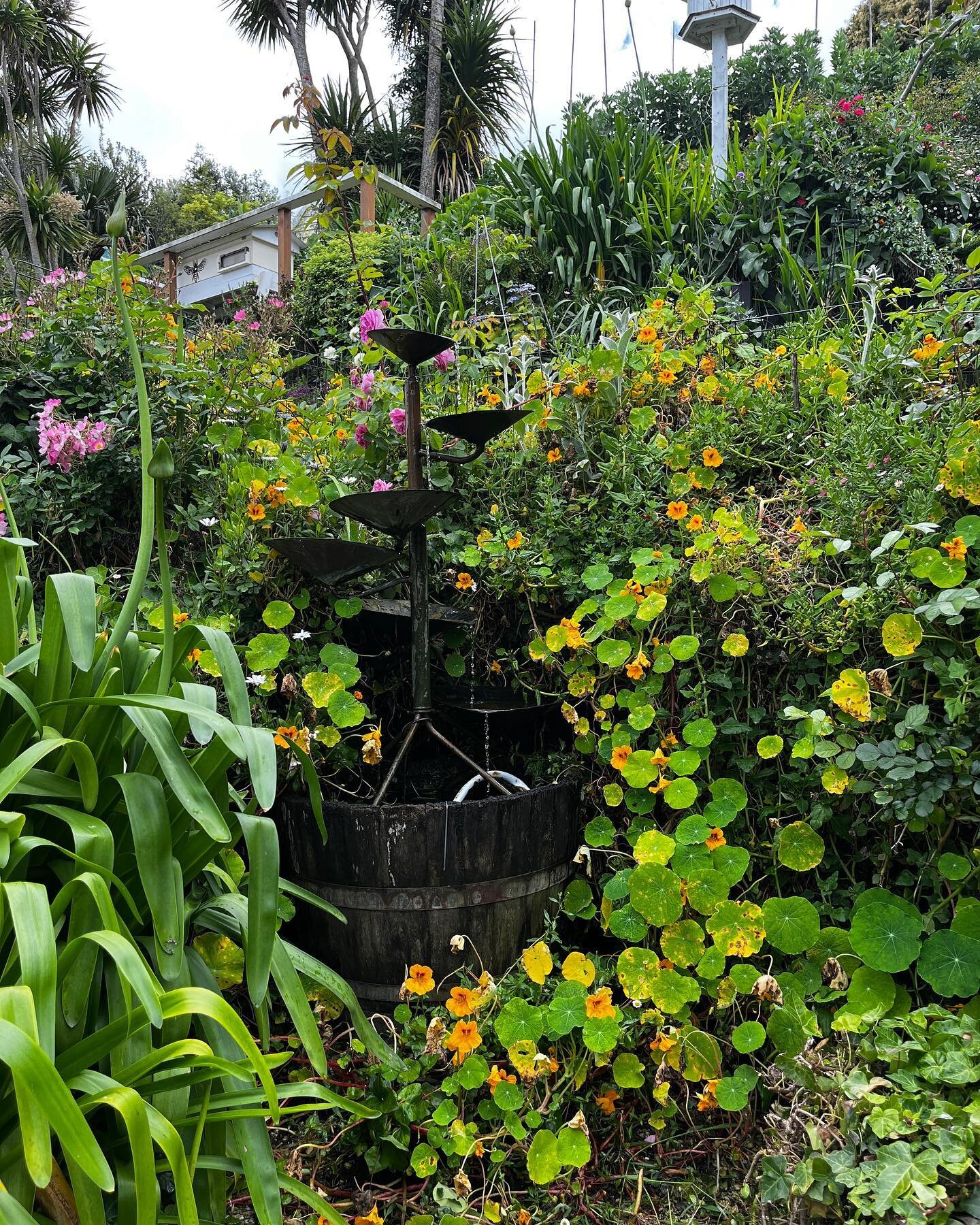 Amazing day in Pandeia Te Taiao - Garden for Wellbeing - right in the middle of St Heliers. An incredible use of a steep slope, full of life and food. I am feeling super inspired after a day of interesting people, so many different plants, insects, b