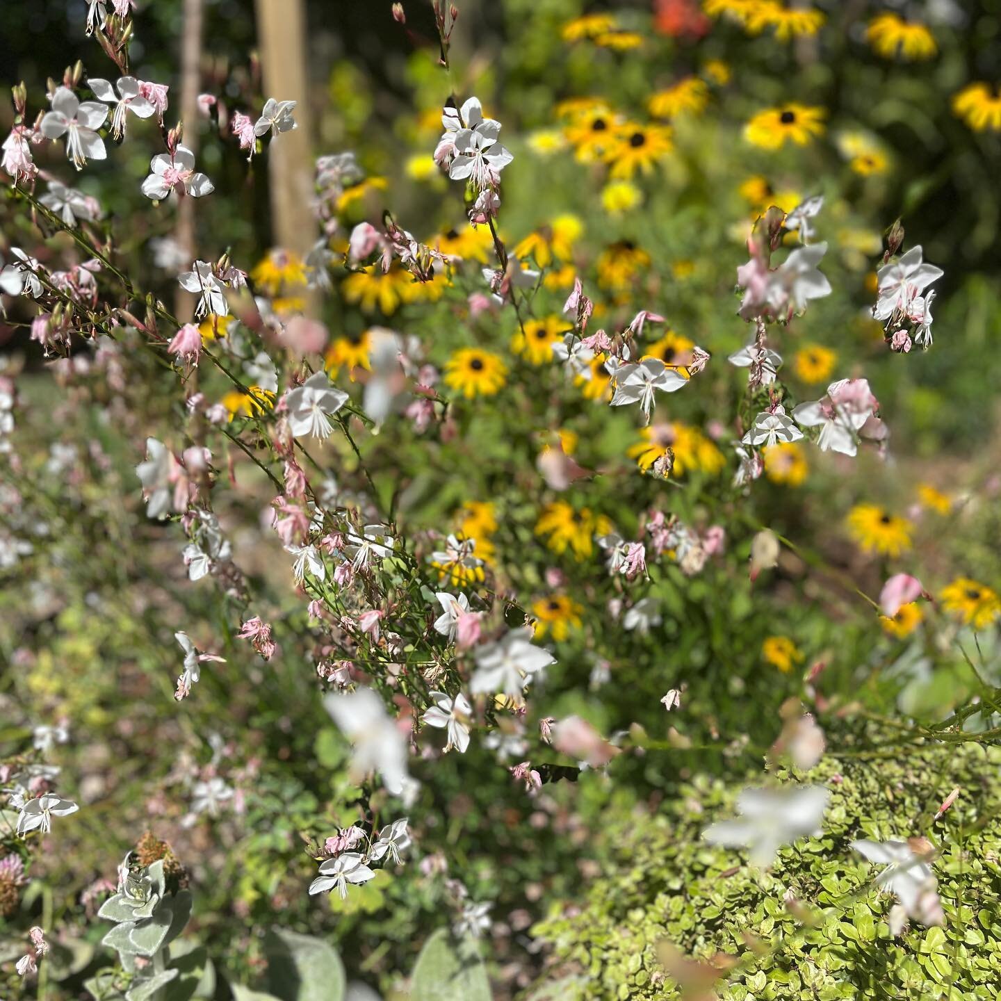 Lovely day out on the Eastern Bays Sustainable Trail today. My cup is full after meeting so many amazing people, all interested in creating connected, food laden, insect inviting gardens 💚 one more day of the trail tomorrow, really recommend going a