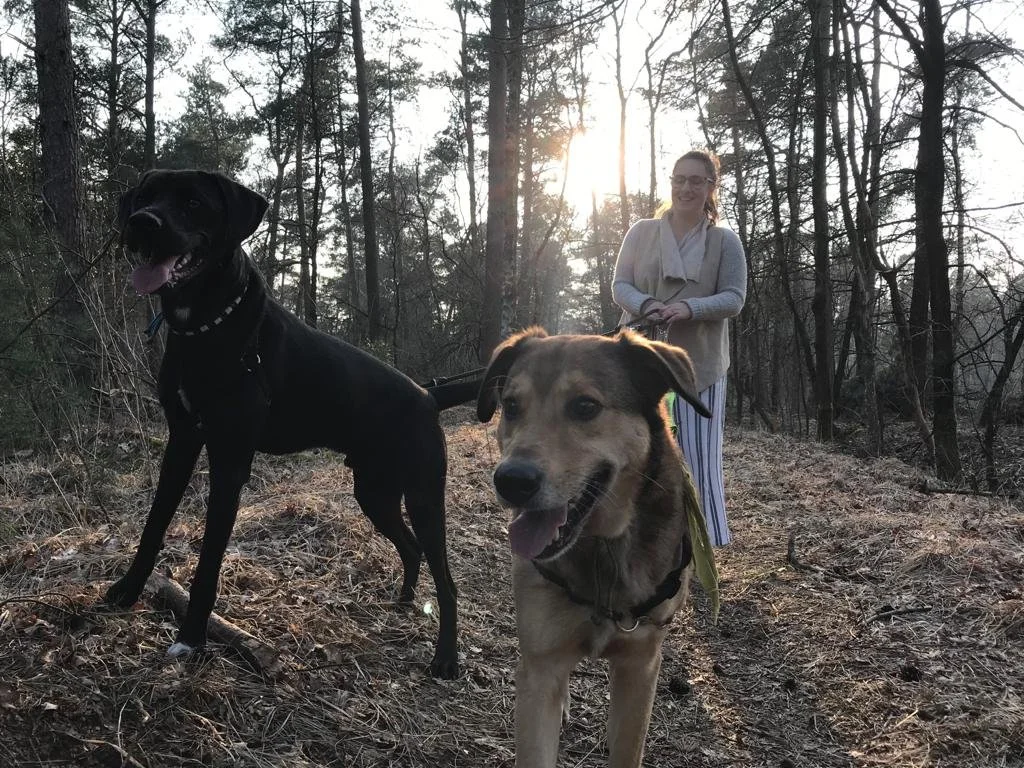 Vrouw wandelt met twee honden in een bos tijdens zonsondergang.